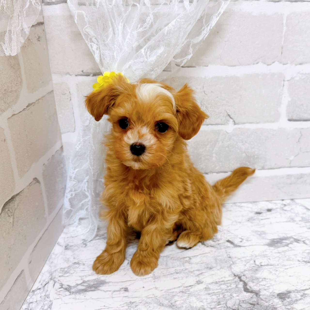 京都府のマルプー(マルチーズ×プードル) (犬の家＆猫の里京都精華店/2025年12月30日生まれ/女の子/クリームホワイト)の子犬の4枚目の画像