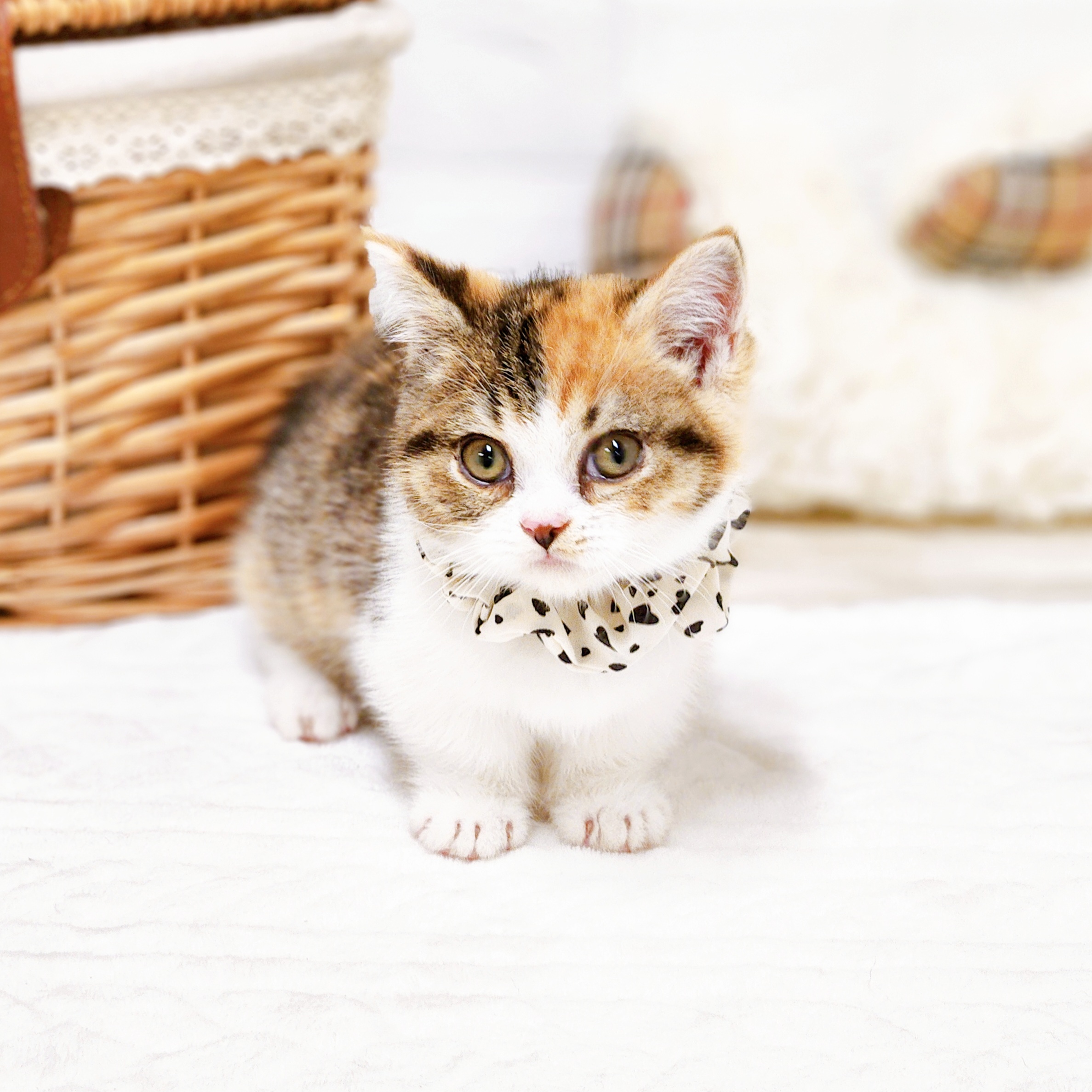 滋賀県のマンチカン (犬の家＆猫の里近江八幡店/2026年1月1日生まれ/女の子/キャリコ)の子猫の4枚目の画像