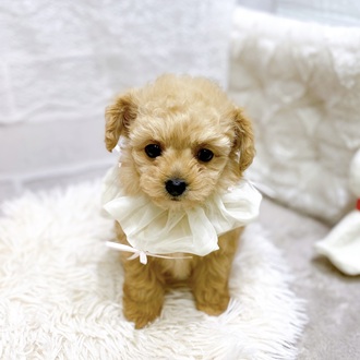 滋賀県のチワプー/プーチー(チワワ×プードル) (犬の家＆猫の里長浜店/2025年12月30日生まれ/女の子/アプリコット)の子犬の4枚目の画像