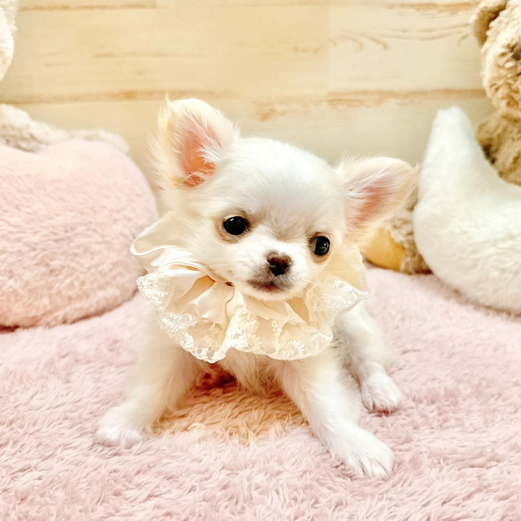 兵庫県のチワワ(ロング) (犬の家＆猫の里神戸店/2025年12月29日生まれ/男の子/ホワイトクリーム)の子犬の4枚目の画像