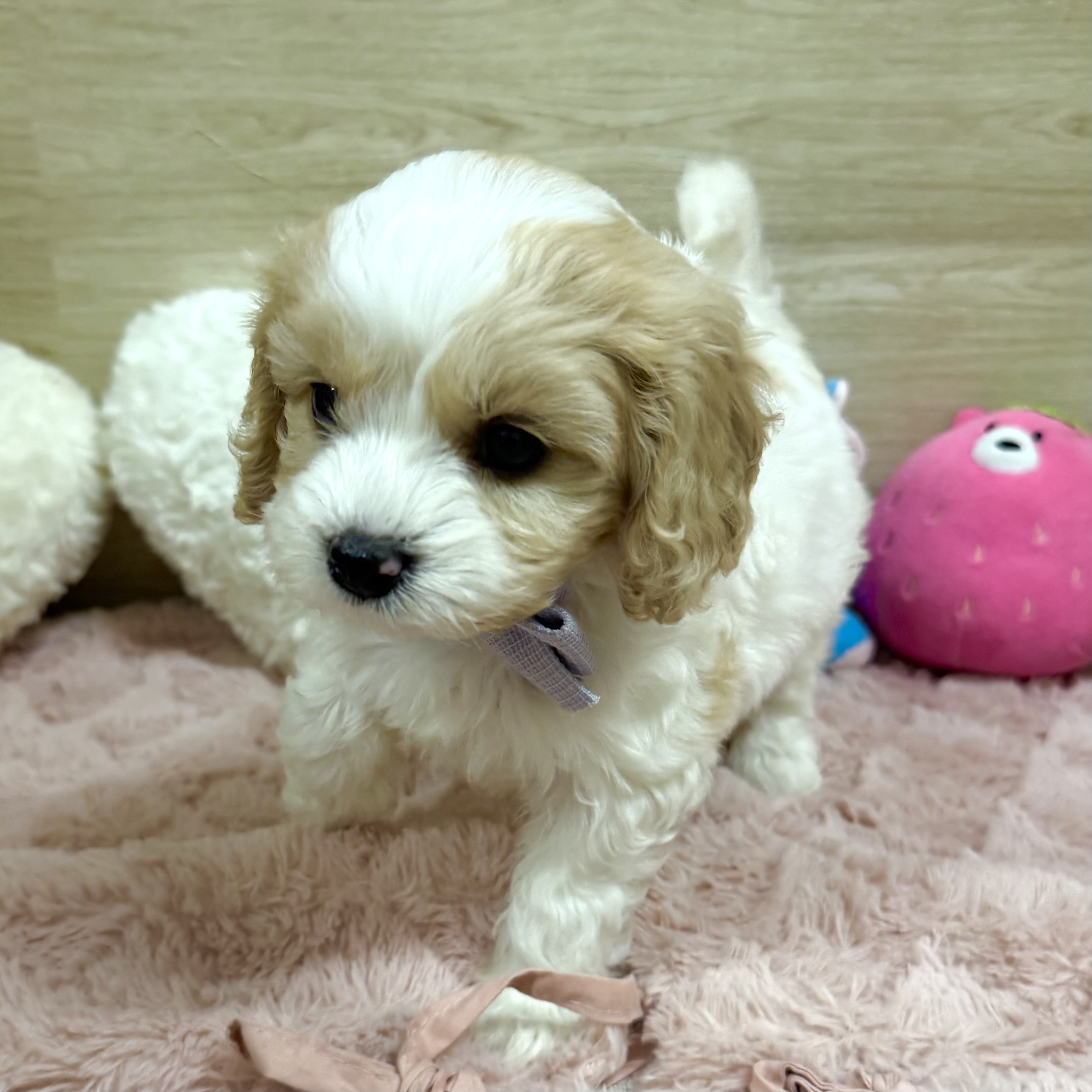 大阪府のハーフ犬・ミックス犬 (犬の家＆猫の里そよら東岸和田店/2025年12月29日生まれ/女の子/クリームホワイト)の子犬の4枚目の画像