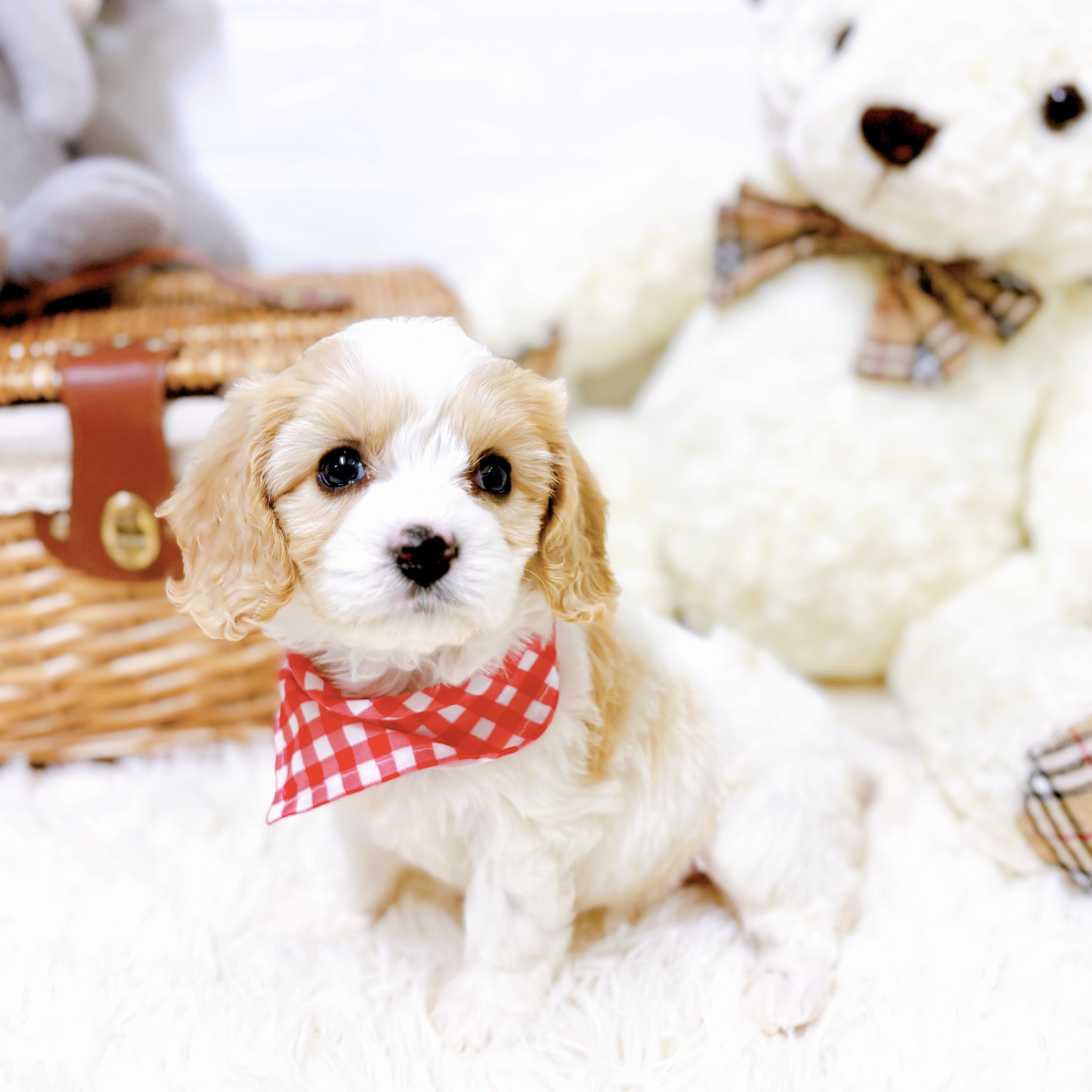 滋賀県のハーフ犬・ミックス犬 (犬の家＆猫の里近江八幡店/2025年12月29日生まれ/女の子/クリームホワイト)の子犬の4枚目の画像