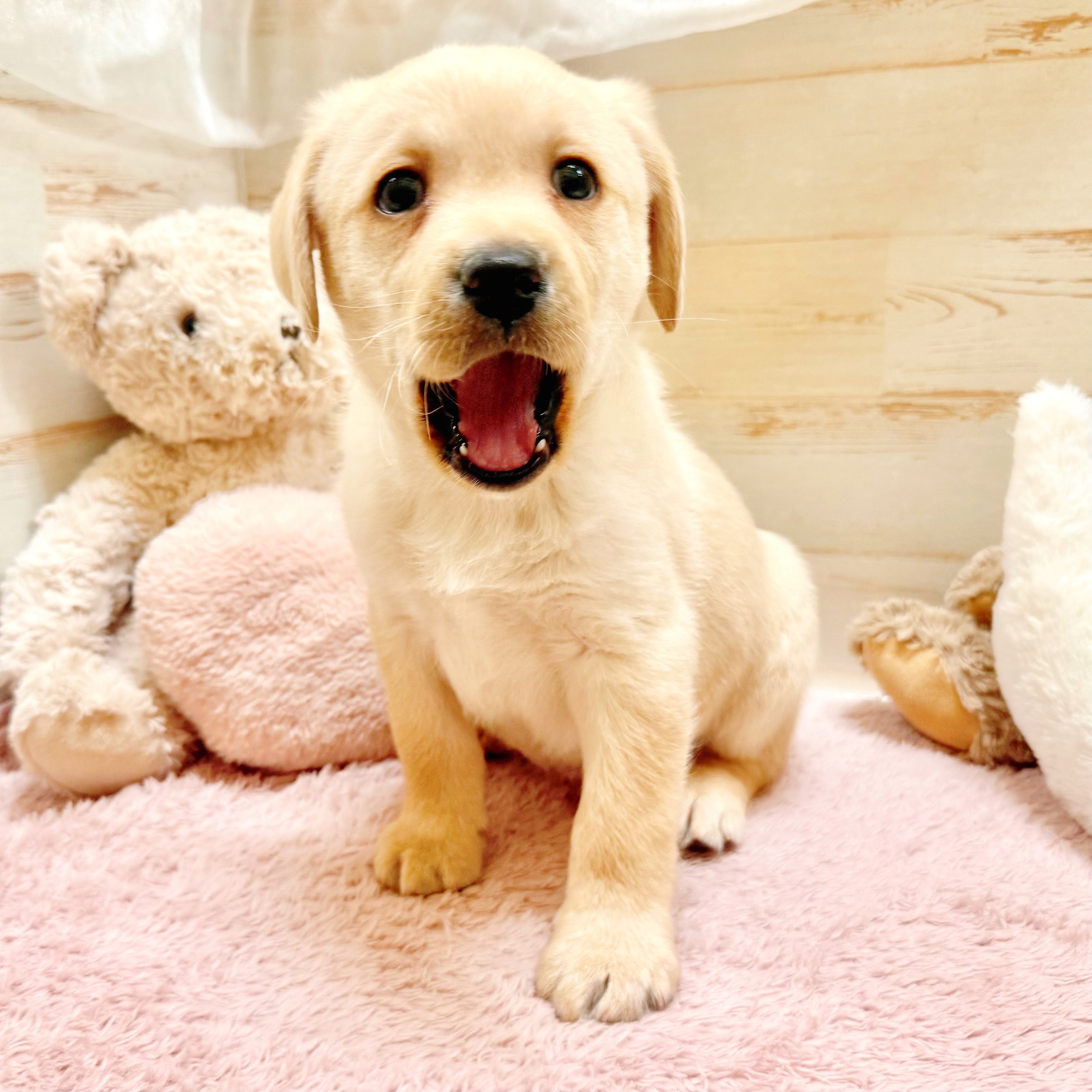 兵庫県のラブラドールレトリーバー (犬の家＆猫の里神戸店/2026年1月1日生まれ/男の子/イエロー)の子犬の4枚目の画像