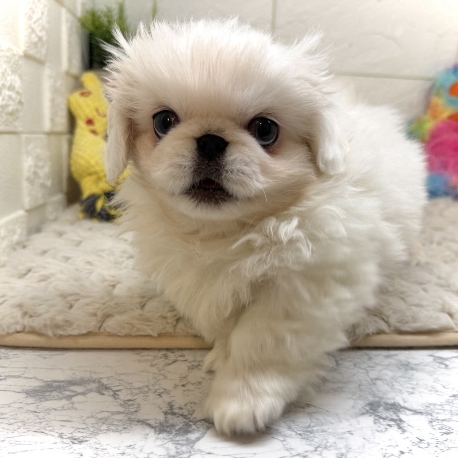 兵庫県のペキニーズ (犬の家＆猫の里ゆめタウン姫路店/2026年1月1日生まれ/男の子/ホワイト)の子犬の4枚目の画像