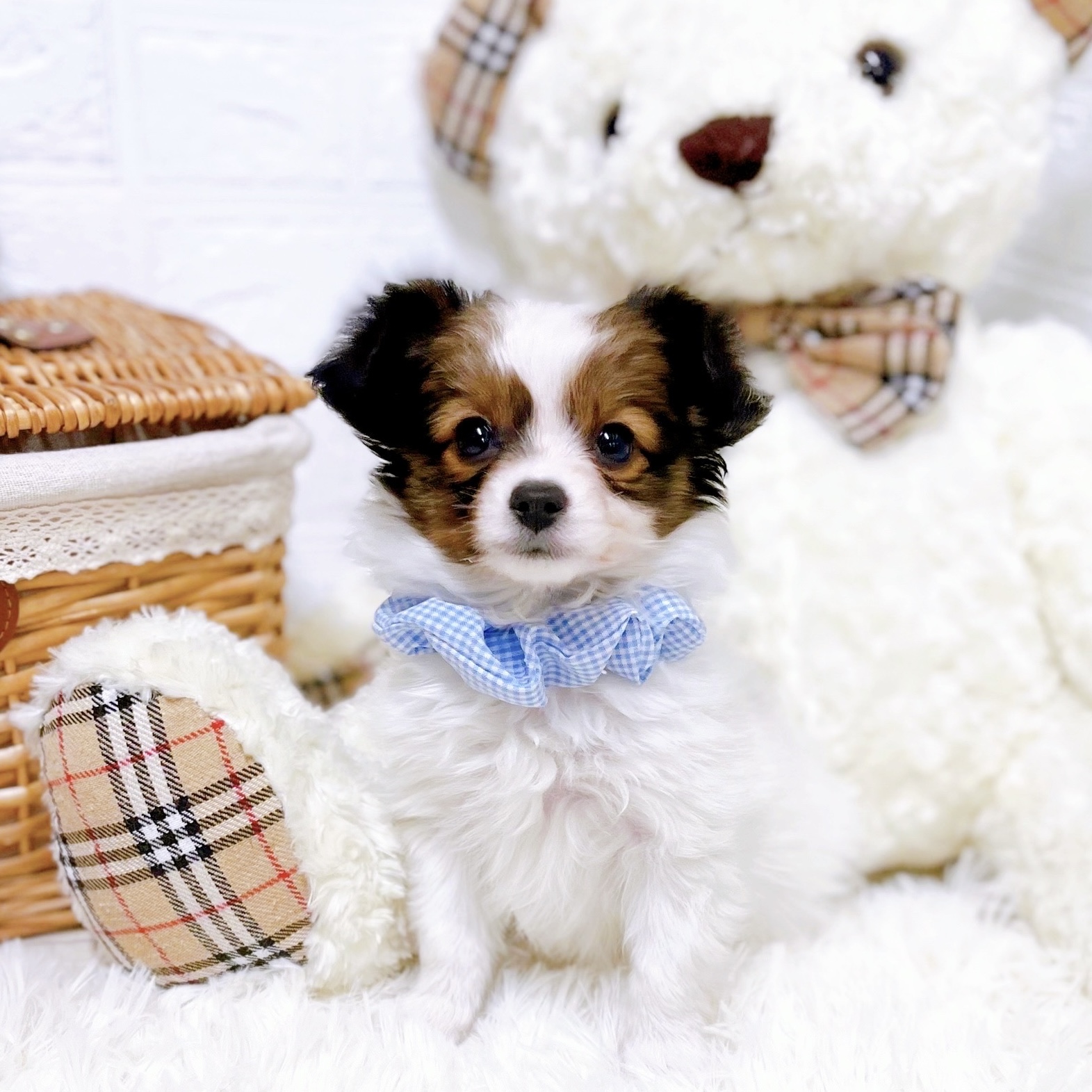 滋賀県のパピヨン (犬の家＆猫の里近江八幡店/2026年1月1日生まれ/男の子/ホワイトブラウン)の子犬の4枚目の画像