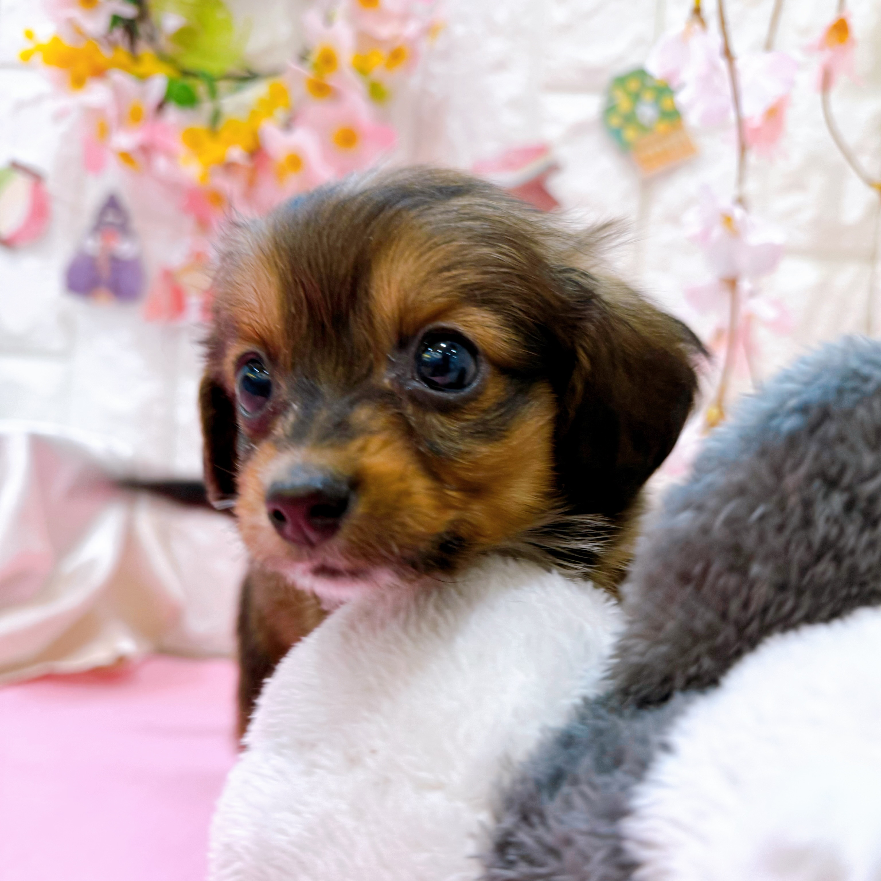 岡山県のハーフ犬・ミックス犬 (犬の家＆猫の里倉敷店/2025年12月30日生まれ/男の子/レッド)の子犬の4枚目の画像