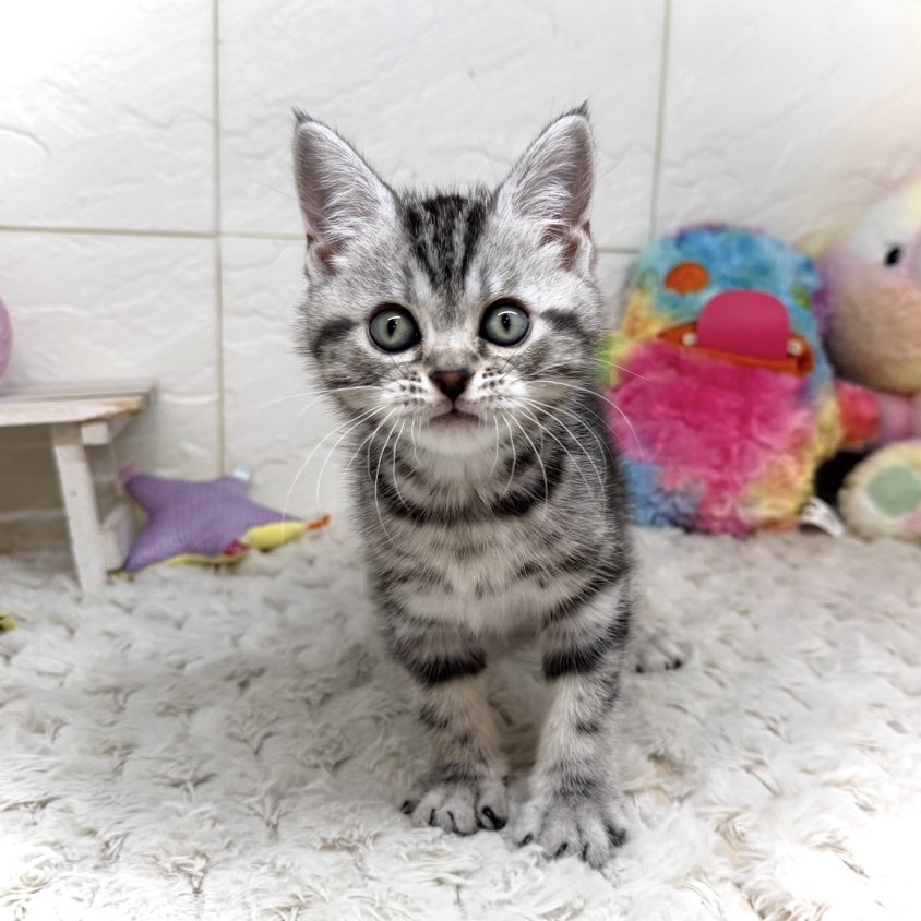 兵庫県のアメリカンショートヘアー (犬の家＆猫の里ゆめタウン姫路店/2025年12月31日生まれ/女の子/シルバータビー)の子猫の4枚目の画像