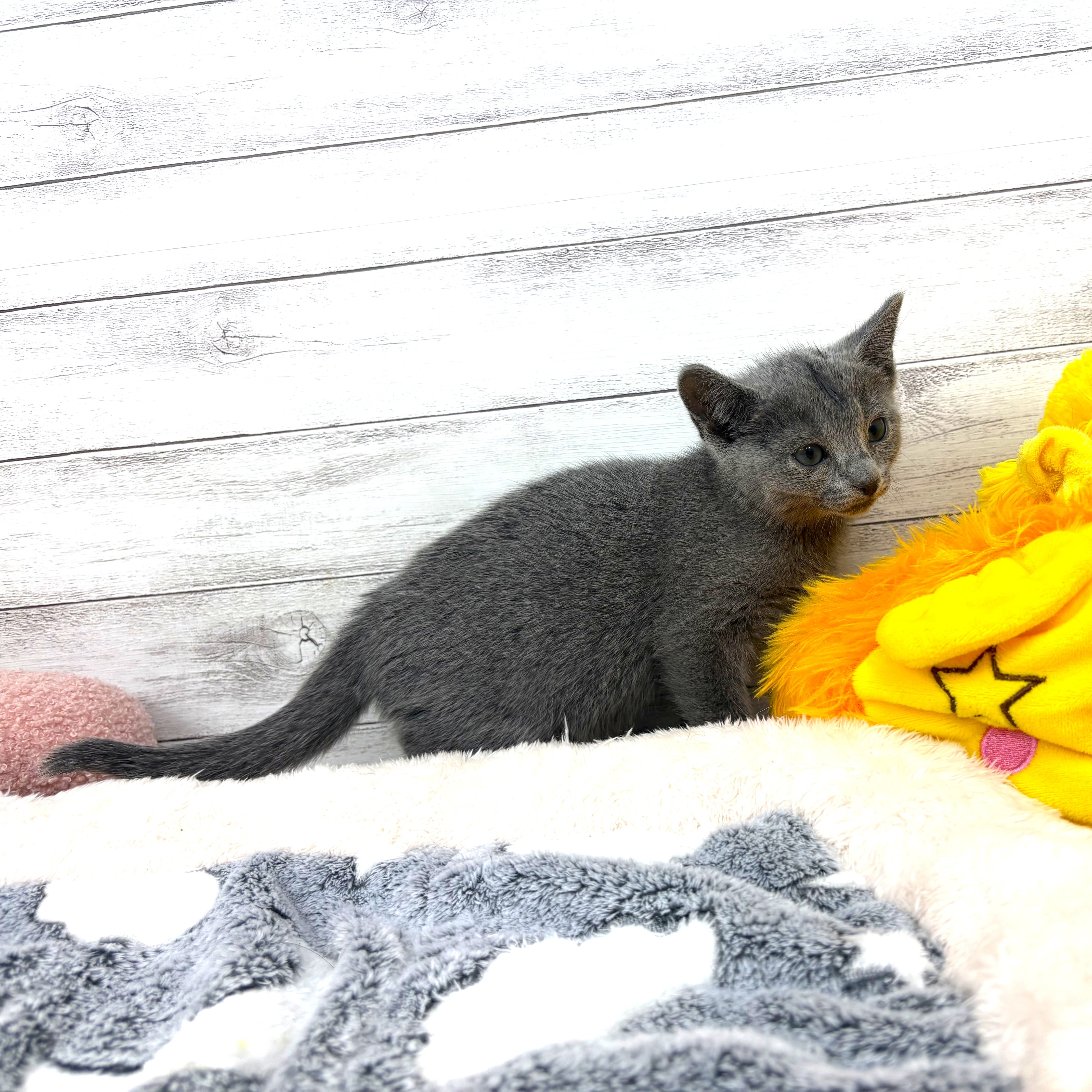 兵庫県のロシアンブルー (犬の家＆猫の里川西店/2025年12月30日生まれ/男の子/ブルー)の子猫の4枚目の画像