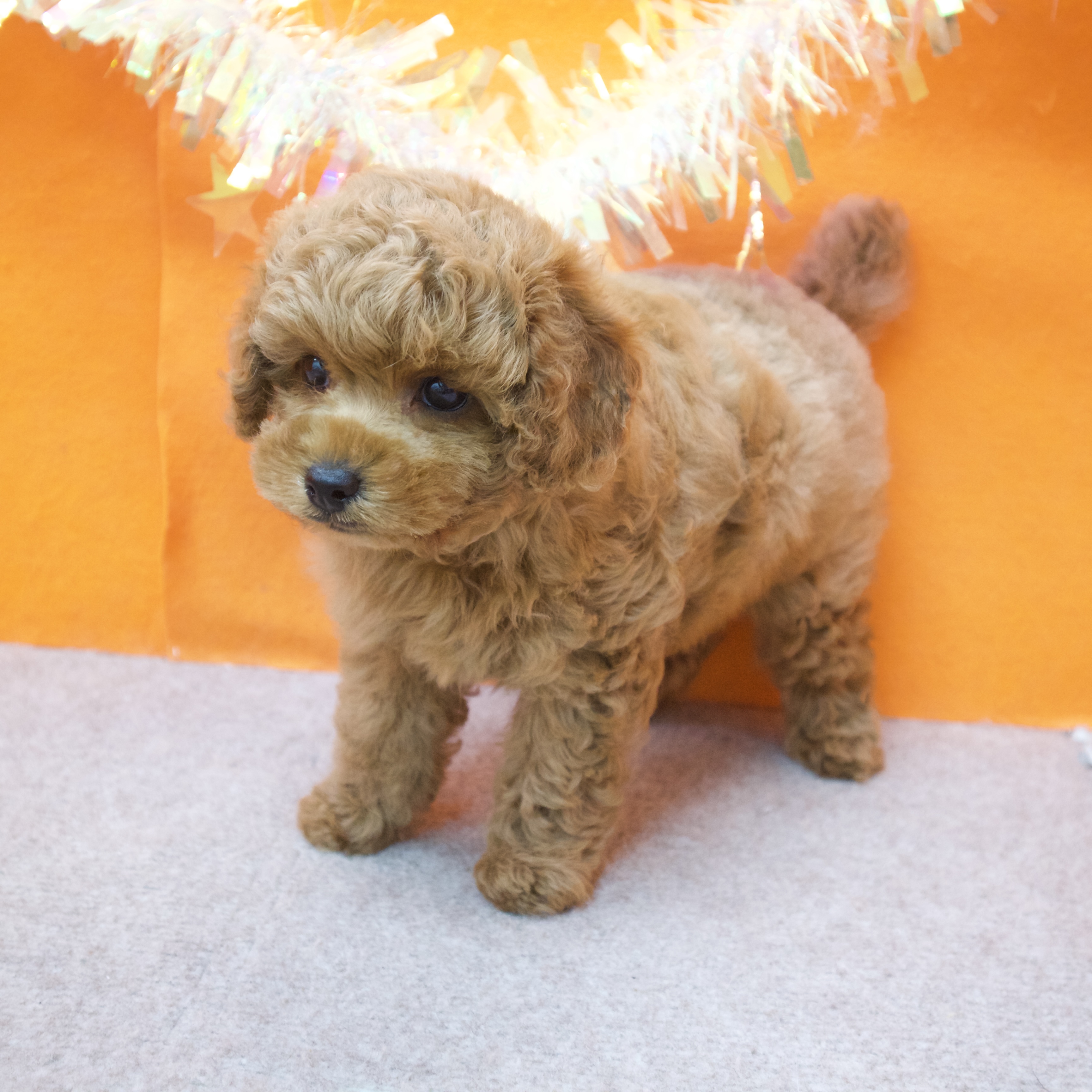 大阪府のトイプードル(トイ) (犬の家＆猫の里吹田店/2026年1月1日生まれ/女の子/オレンジフォーン)の子犬の4枚目の画像