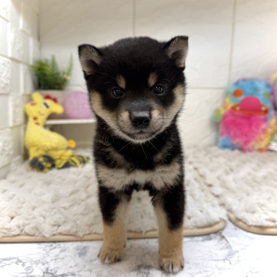 兵庫県の豆柴 (犬の家＆猫の里ゆめタウン姫路店/2026年1月1日生まれ/男の子/黒)の子犬の4枚目の画像