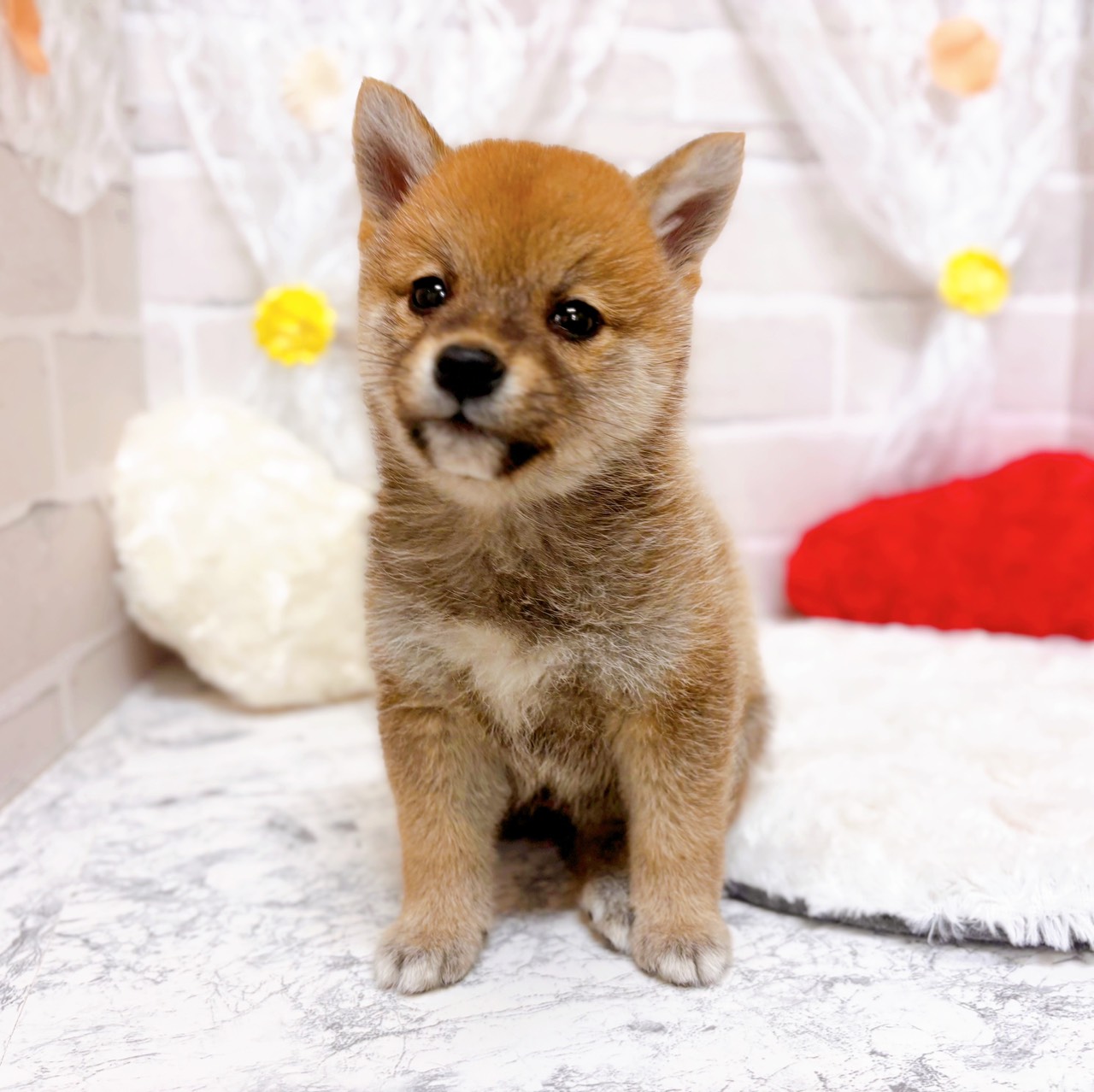 京都府の豆柴 (犬の家＆猫の里京都精華店/2025年12月28日生まれ/女の子/赤)の子犬の1枚目の画像