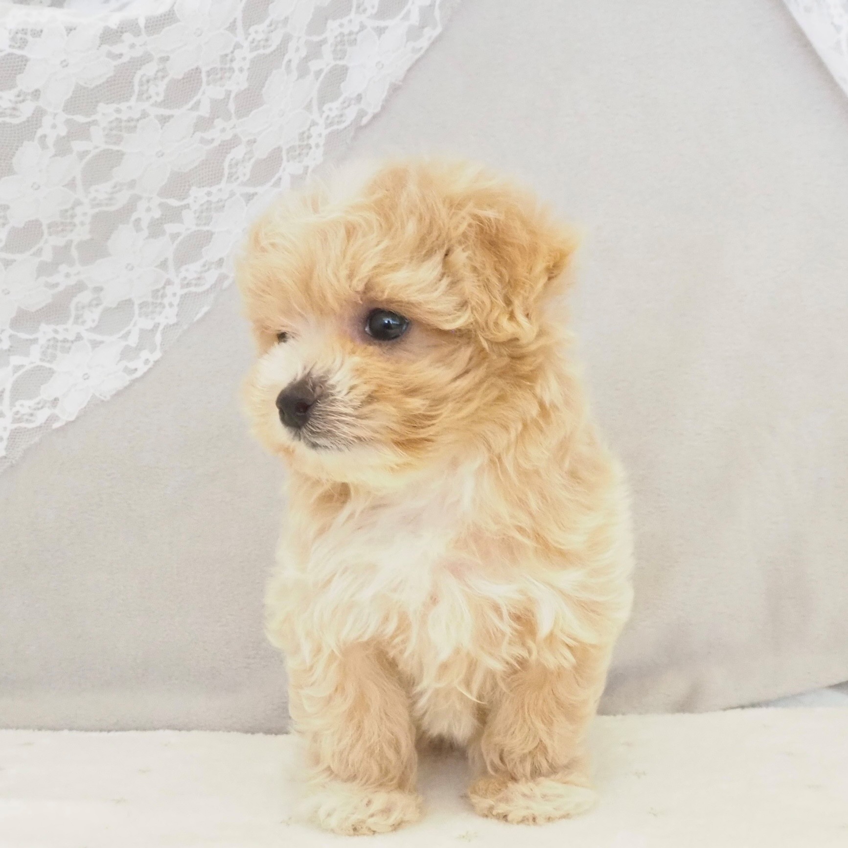 大阪府のマルプー(マルチーズ×プードル) (犬の家＆猫の里もりのみやキューズモールBASE店/2025年12月31日生まれ/女の子/クリーム)の子犬の4枚目の画像
