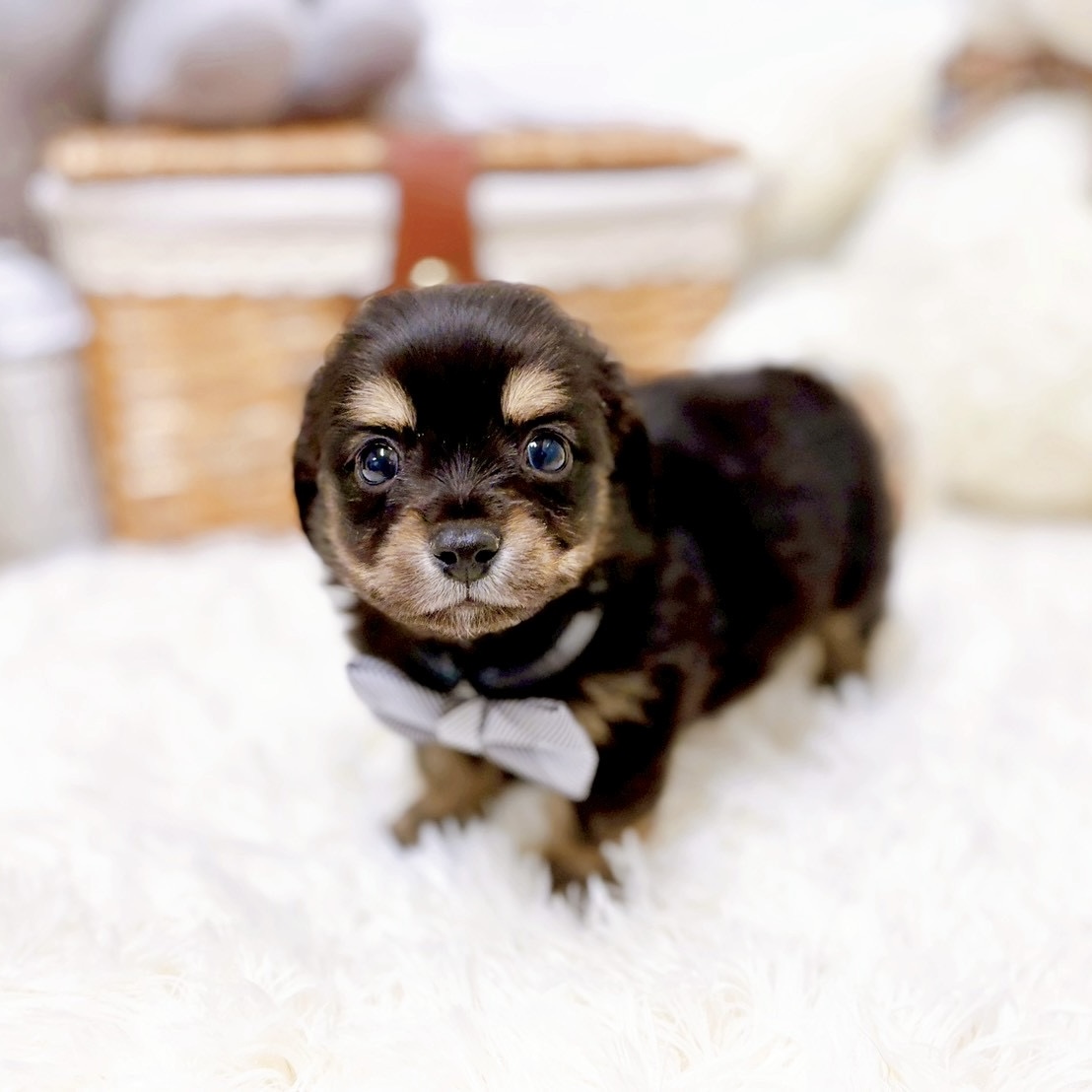 滋賀県のチワックス(チワワ×ダックス) (犬の家＆猫の里近江八幡店/2025年12月31日生まれ/男の子/ブラックタン)の子犬の4枚目の画像