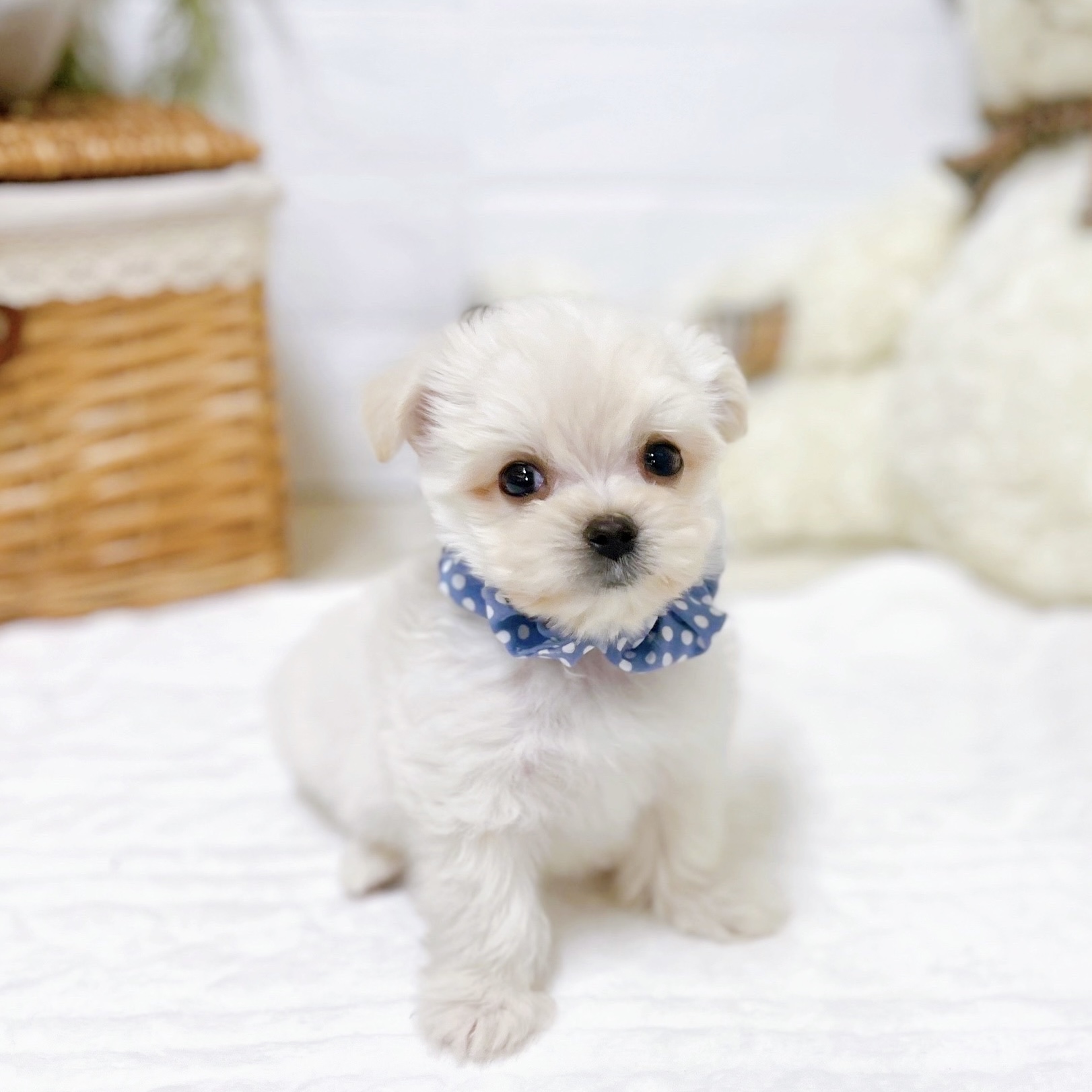 滋賀県のチワマル/マルチワ(チワワ×マルチーズ) (犬の家＆猫の里近江八幡店/2025年12月30日生まれ/男の子/クリーム)の子犬の4枚目の画像