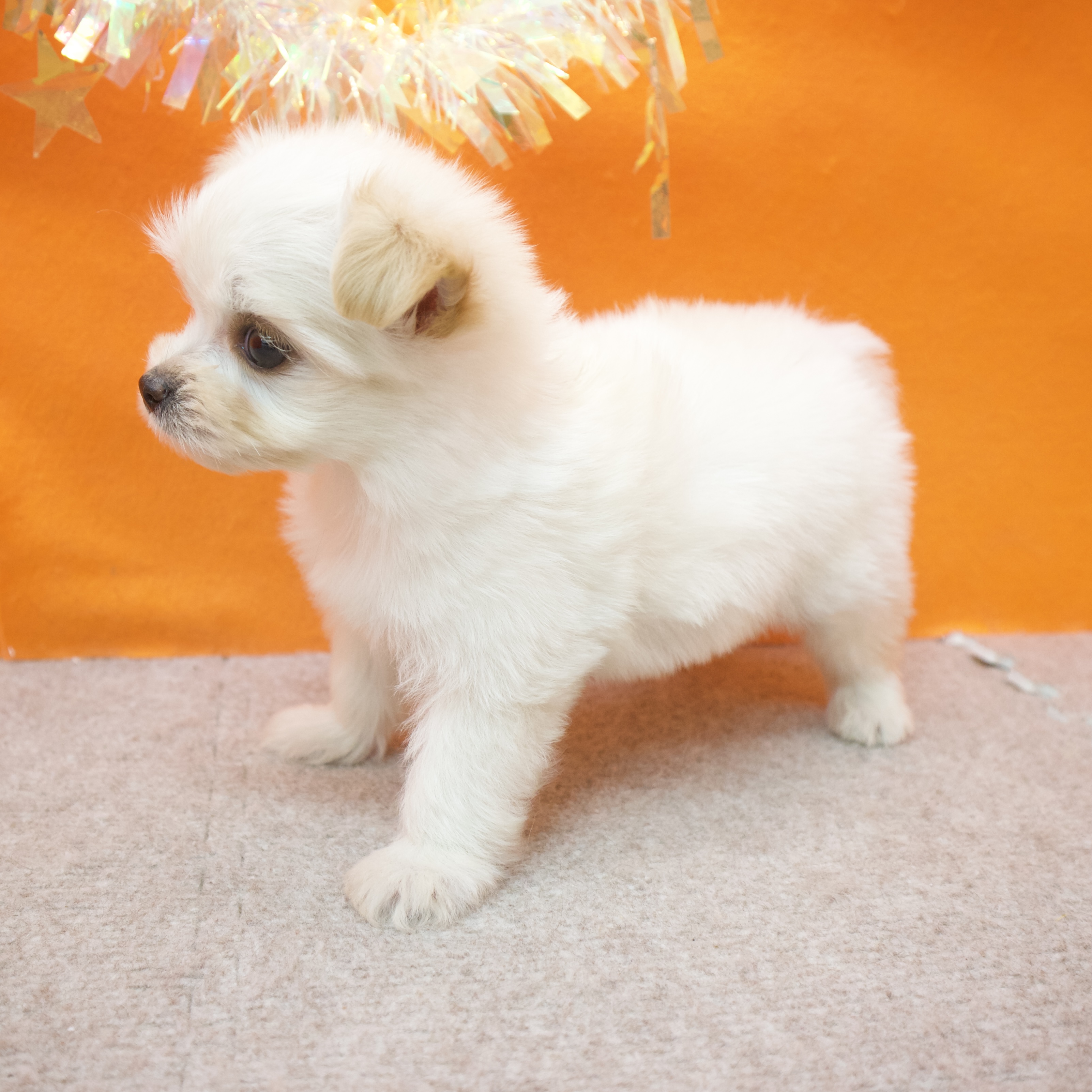 大阪府のチワマル/マルチワ(チワワ×マルチーズ) (犬の家＆猫の里吹田店/2025年12月30日生まれ/男の子/クリーム)の子犬の4枚目の画像