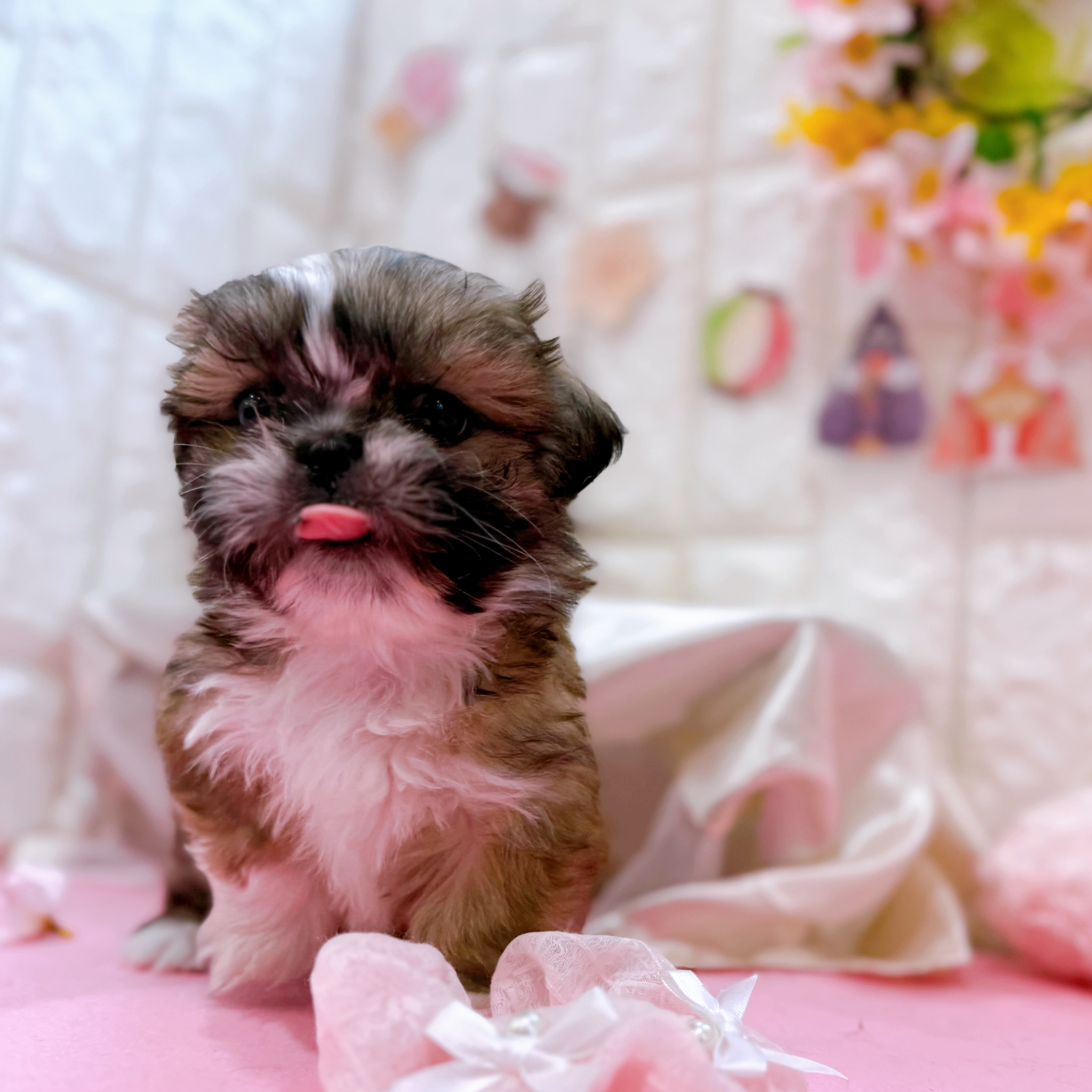 岡山県のペキシーズー/ペキズー(ペキニーズ×シーズー) (犬の家＆猫の里倉敷店/2025年12月30日生まれ/女の子/フォーンホワイト)の子犬の4枚目の画像