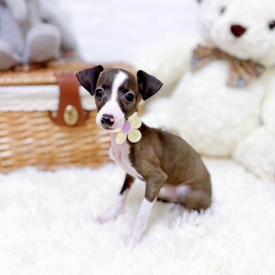 滋賀県のイタリアングレーハウンド (犬の家＆猫の里近江八幡店/2026年1月1日生まれ/女の子/シールホワイト)の子犬の4枚目の画像