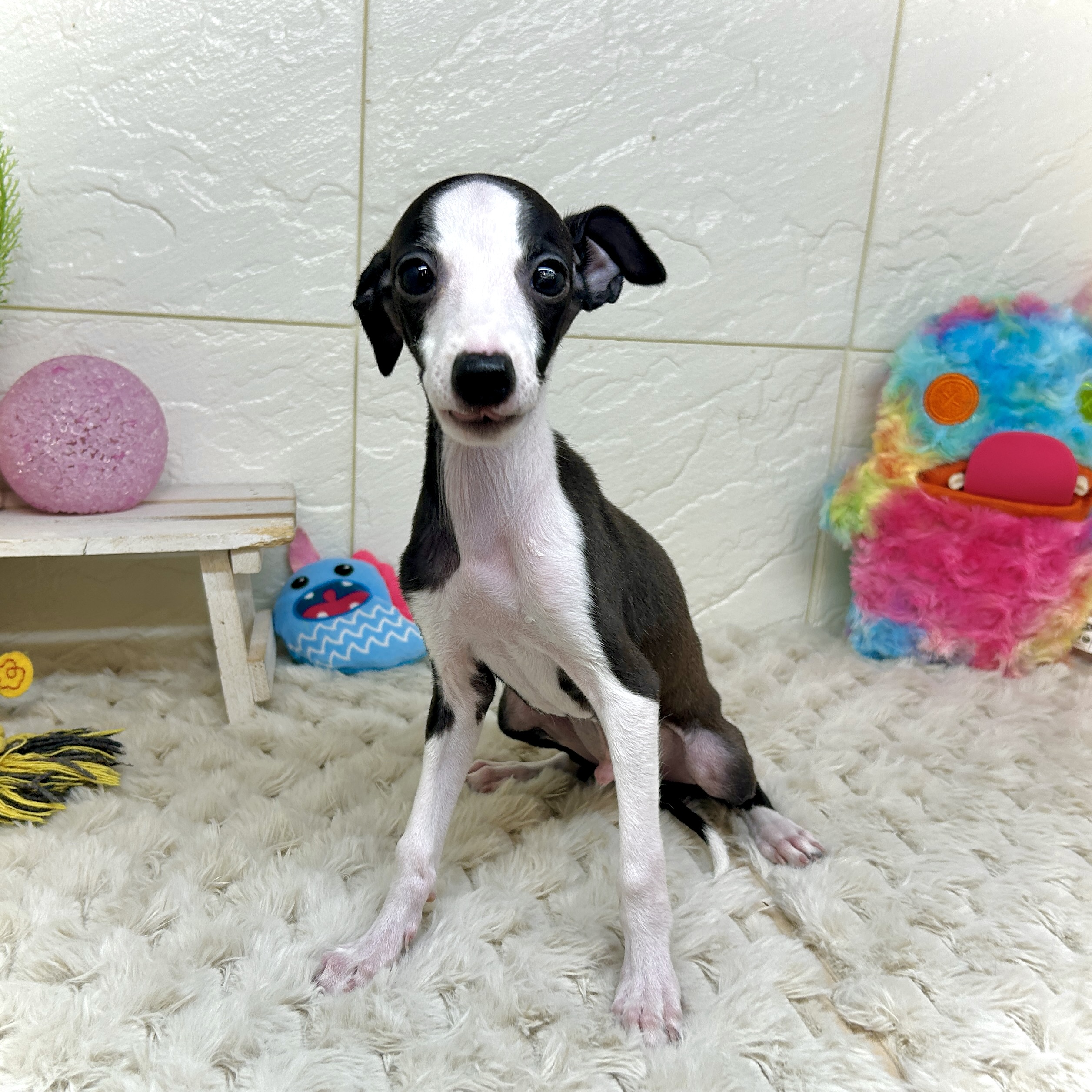 兵庫県のイタリアングレーハウンド (犬の家＆猫の里ゆめタウン姫路店/2026年1月1日生まれ/男の子/シールホワイト)の子犬の4枚目の画像