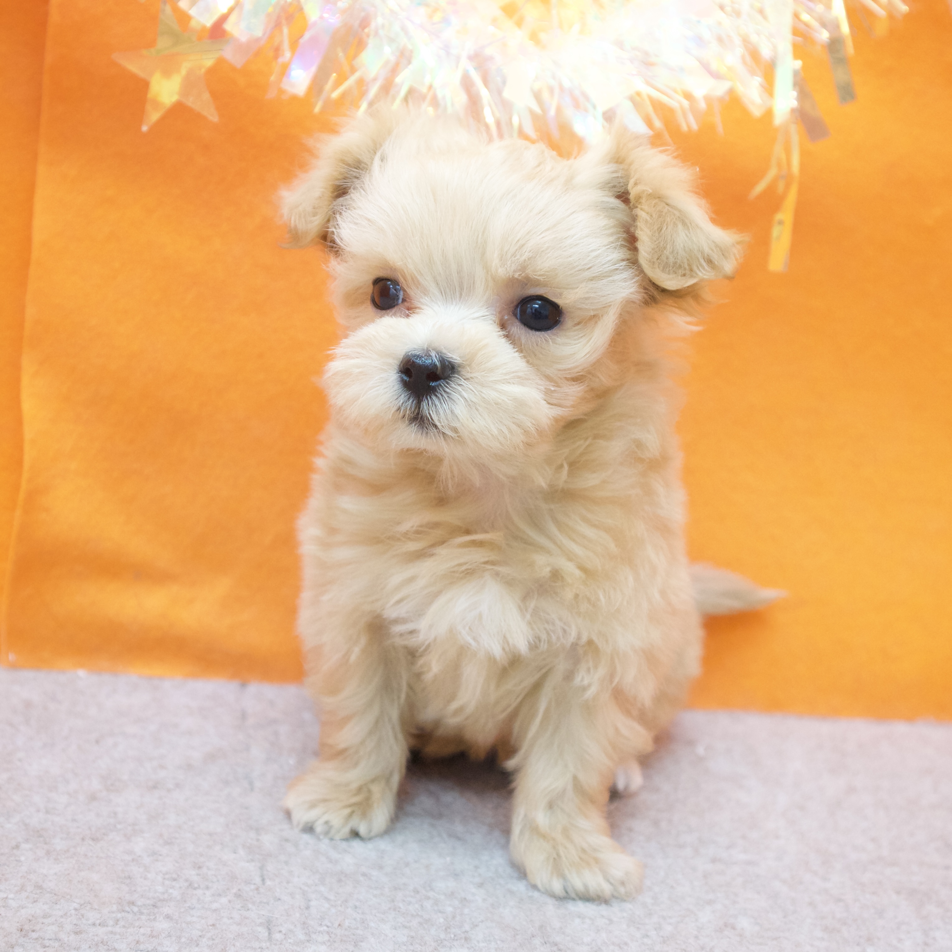 大阪府のマルプー(マルチーズ×プードル) (犬の家＆猫の里吹田店/2025年12月31日生まれ/女の子/クリーム)の子犬の4枚目の画像