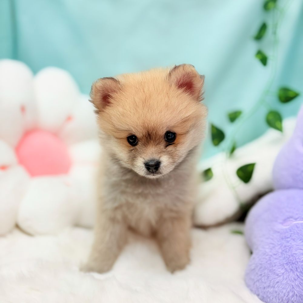 愛知県のポメラニアン (犬の家＆猫の里愛知刈谷店/2026年1月2日生まれ/女の子/ウルフセーブル)の子犬の4枚目の画像