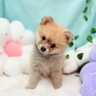 愛知県のポメラニアン (犬の家＆猫の里愛知刈谷店/2026年1月2日生まれ/女の子/ウルフセーブル)の子犬の4枚目の画像