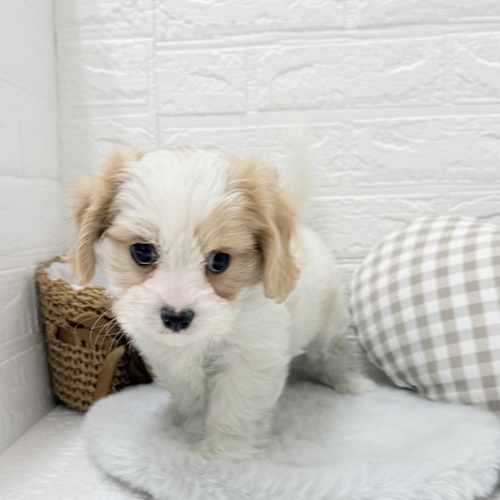 愛知県のマルキャバ/キャバチーズ(マルチーズ×キャバリア) (犬の家＆猫の里豊川インター店/2026年1月1日生まれ/男の子/ブレンハイム)の子犬の4枚目の画像
