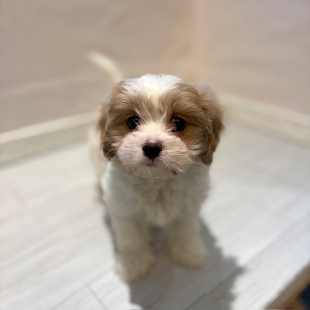 愛知県のマルキャバ/キャバチーズ(マルチーズ×キャバリア) (犬の家＆猫の里春日井本店/2026年1月1日生まれ/男の子/ブレンハイム)の子犬の4枚目の画像