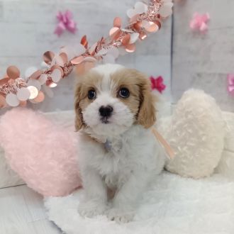 静岡県のマルキャバ/キャバチーズ(マルチーズ×キャバリア) (犬の家＆猫の里プレ葉ウォーク浜北店/2026年1月1日生まれ/女の子/ブレンハイム)の子犬の4枚目の画像