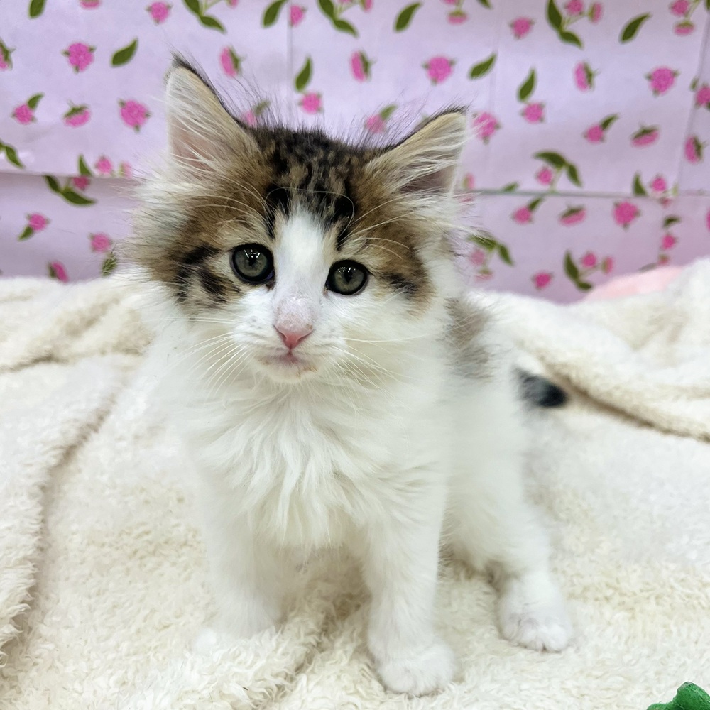 愛知県のノルウェージャンフォレストキャット (犬の家＆猫の里エアポートウォーク店/2026年1月2日生まれ/男の子/ブラウンタビーホワイト)の子猫の4枚目の画像