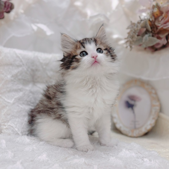 岐阜県のノルウェージャンフォレストキャット (犬の家＆猫の里カラフルタウン岐阜店/2026年1月2日生まれ/女の子/ブラウンタビーホワイト)の子猫の4枚目の画像