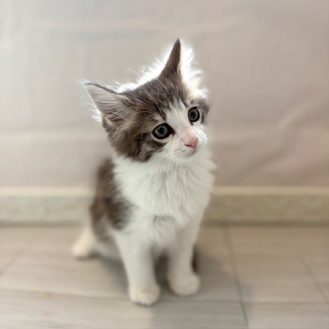 愛知県のノルウェージャンフォレストキャット (犬の家＆猫の里春日井本店/2026年1月1日生まれ/男の子/ブルータビーホワイト)の子猫の4枚目の画像