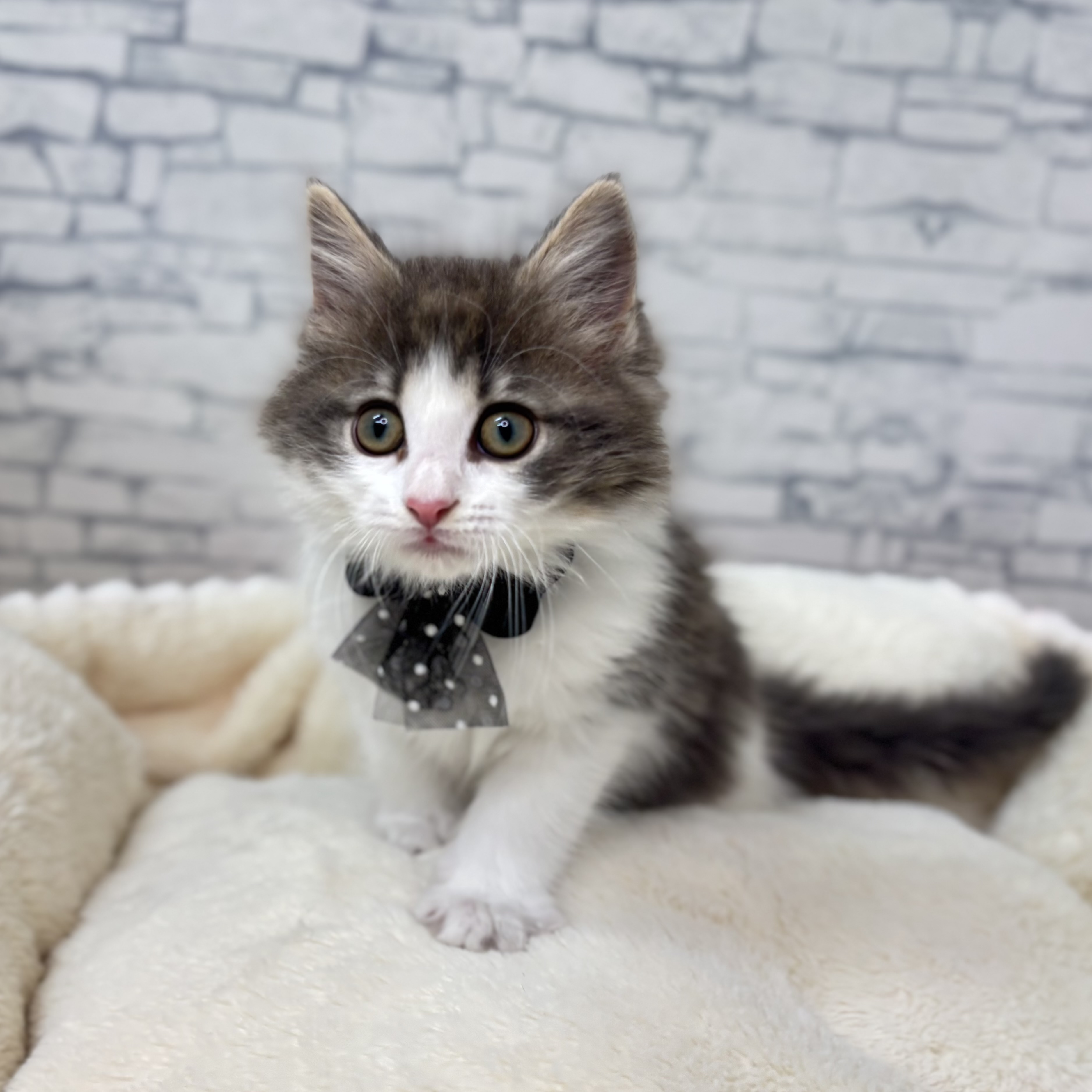 長野県のノルウェージャンフォレストキャット (犬の家＆猫の里長野店/2026年1月1日生まれ/女の子/ブルータビーホワイト)の子猫の4枚目の画像