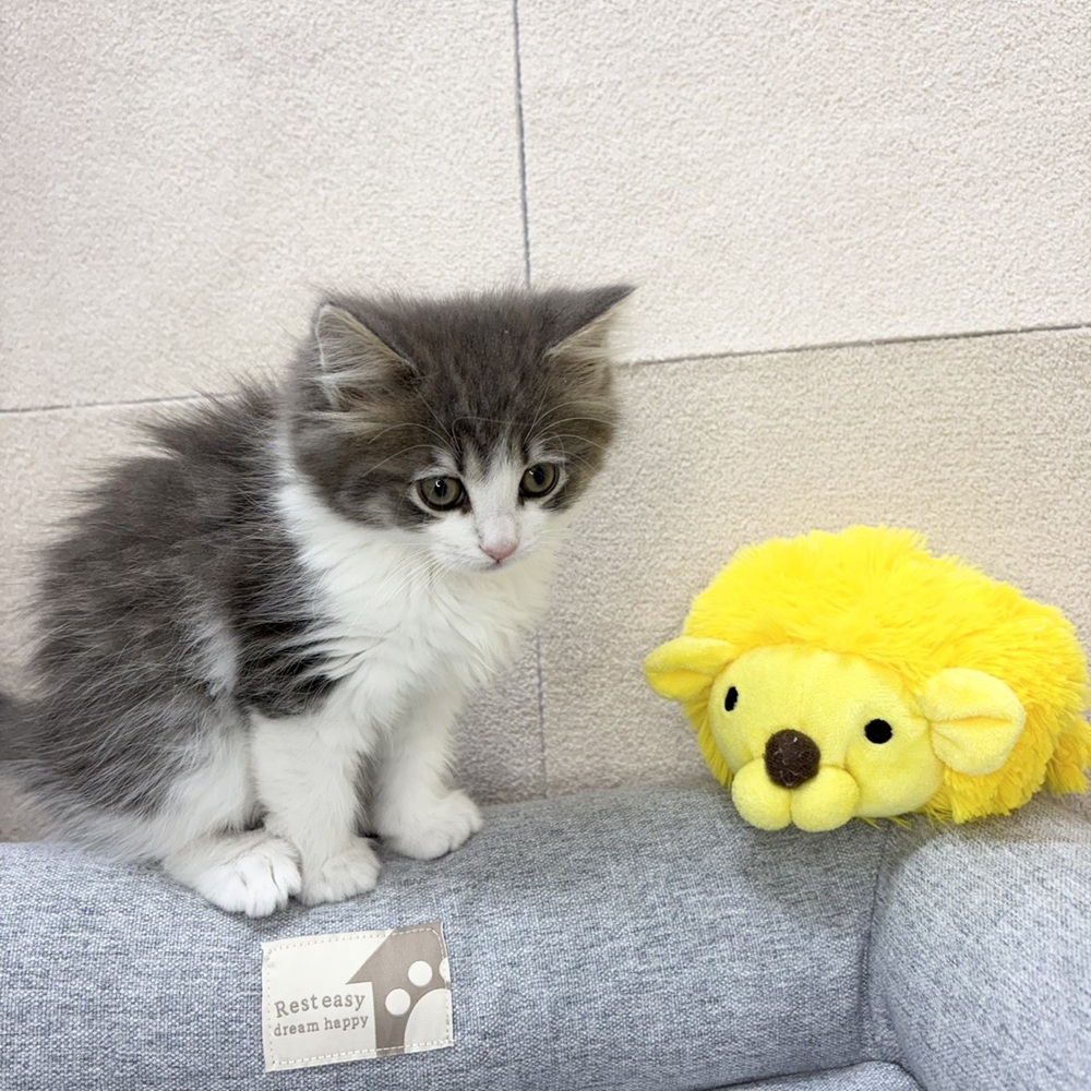 長野県のノルウェージャンフォレストキャット (犬の家＆猫の里塩尻店/2026年1月1日生まれ/女の子/ブルータビーホワイト)の子猫の4枚目の画像