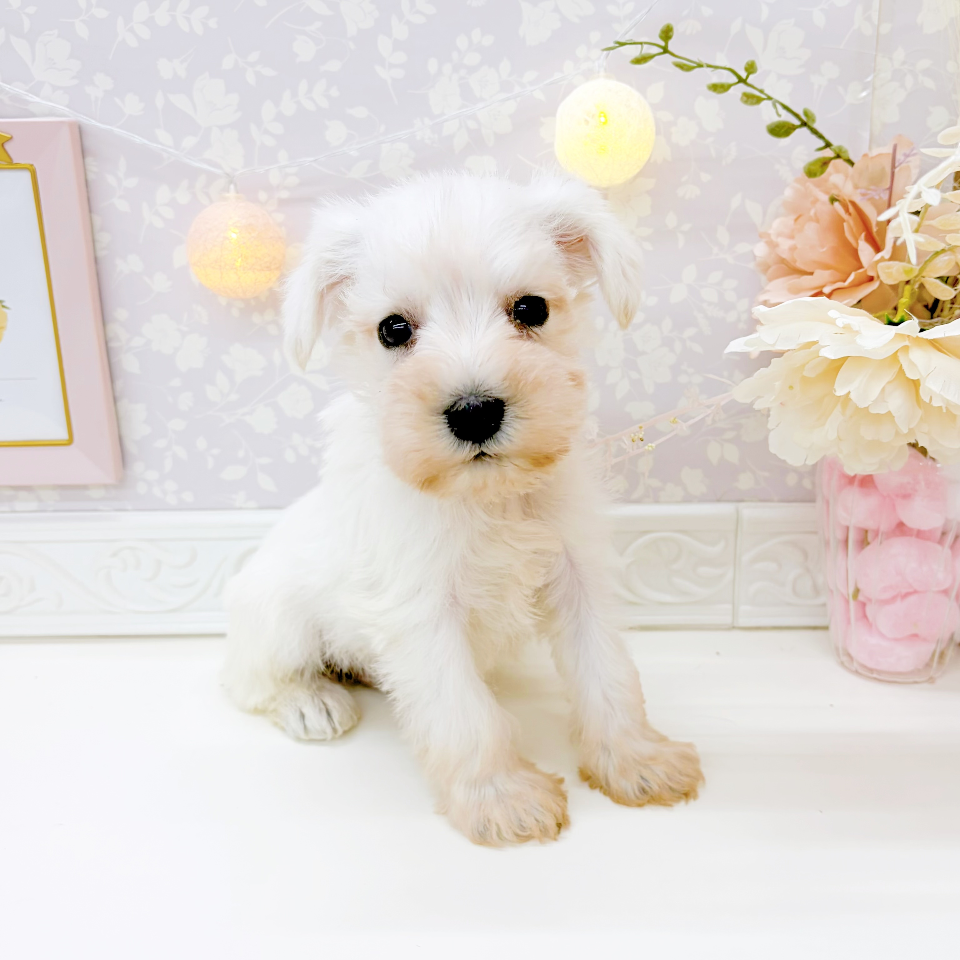 富山県のミニチュアシュナウザー (犬の家＆猫の里富山店/2026年1月3日生まれ/男の子/ホワイト)の子犬の1枚目の画像