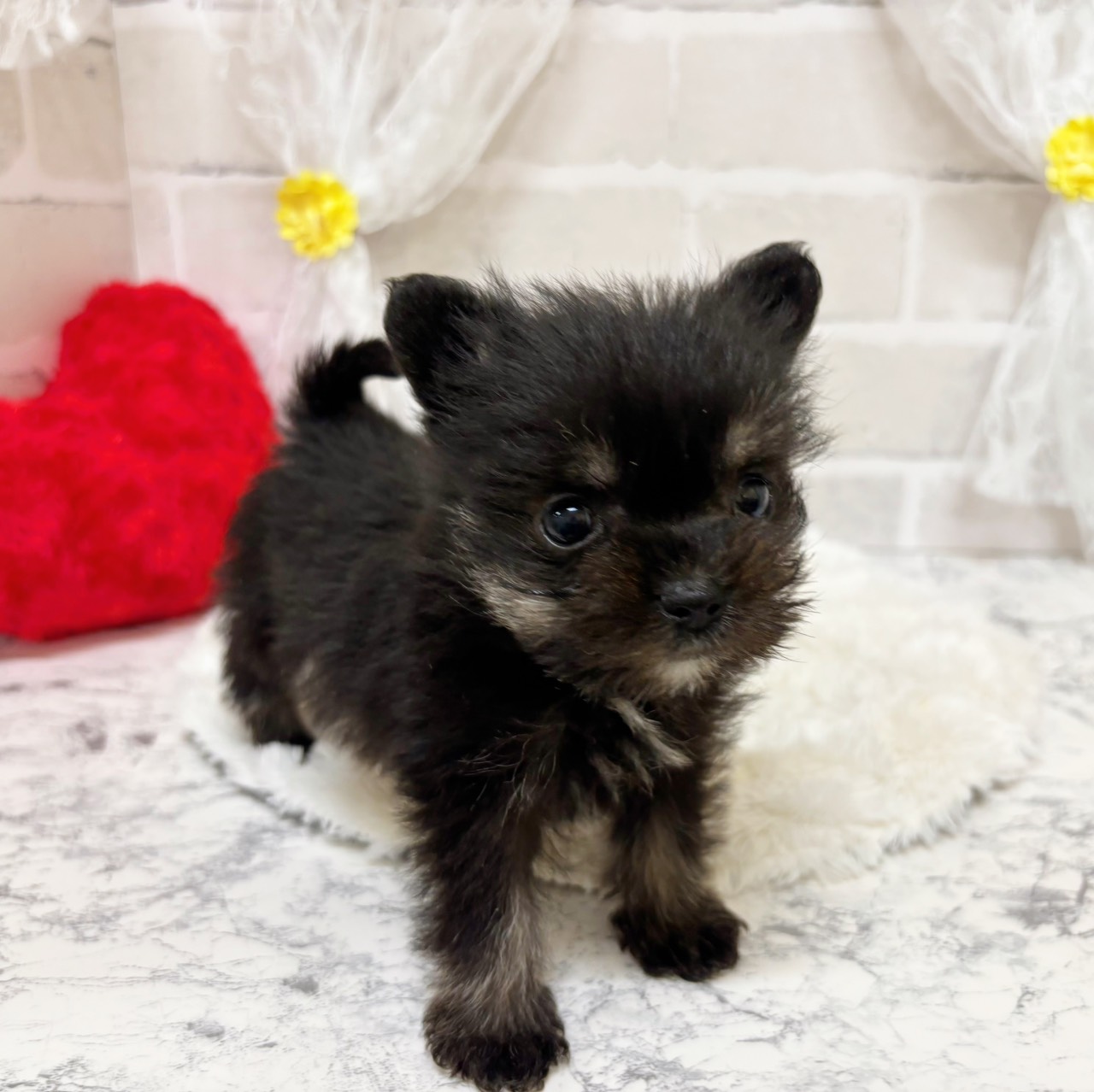 京都府のポメシュナ/シュナポメ(ポメラニアン×シュナウザー) (犬の家＆猫の里京都精華店/2025年12月28日生まれ/女の子/ブラックタン)の子犬の4枚目の画像