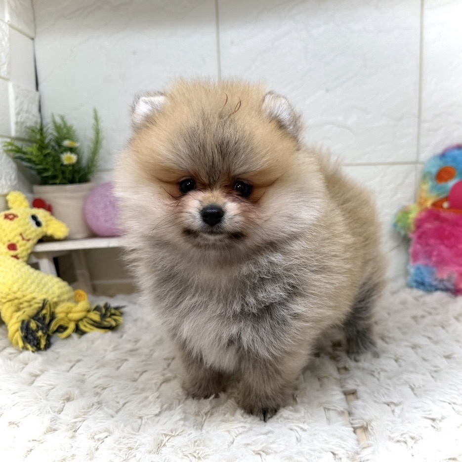 ポメラニアン女の子の写真
