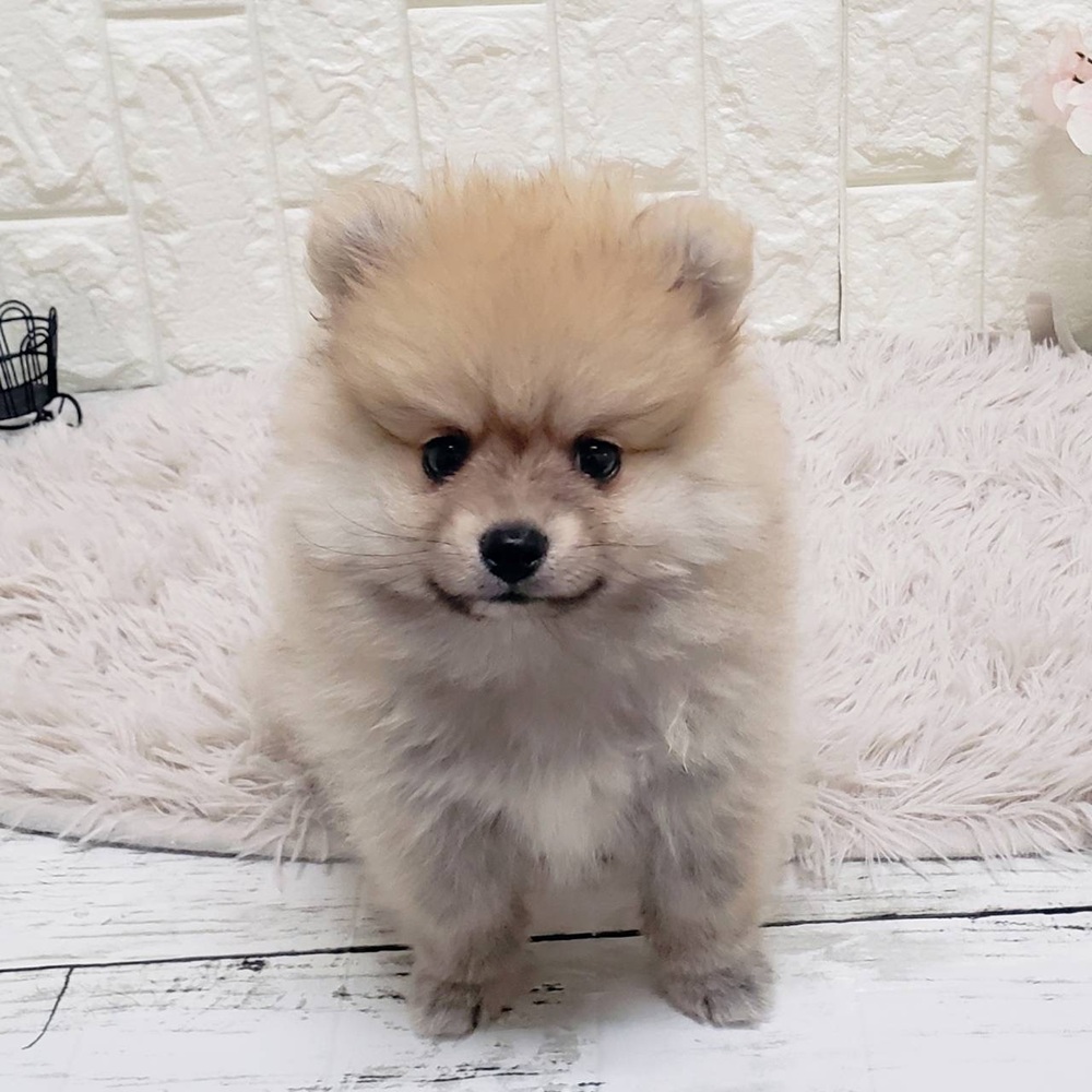 岡山県のポメラニアン (犬の家＆猫の里岡山店/2026年1月1日生まれ/男の子/ウルフセーブル)の子犬の4枚目の画像