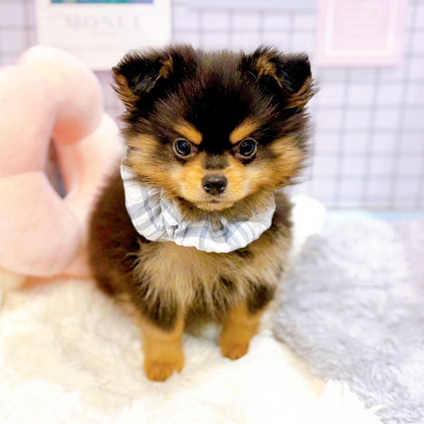 福井県のポメチワ/チワポメ/ポメチー(ポメラニアン×チワワ) (犬の家＆猫の里福井店/2025年12月29日生まれ/男の子/ブラックタン)の子犬の4枚目の画像