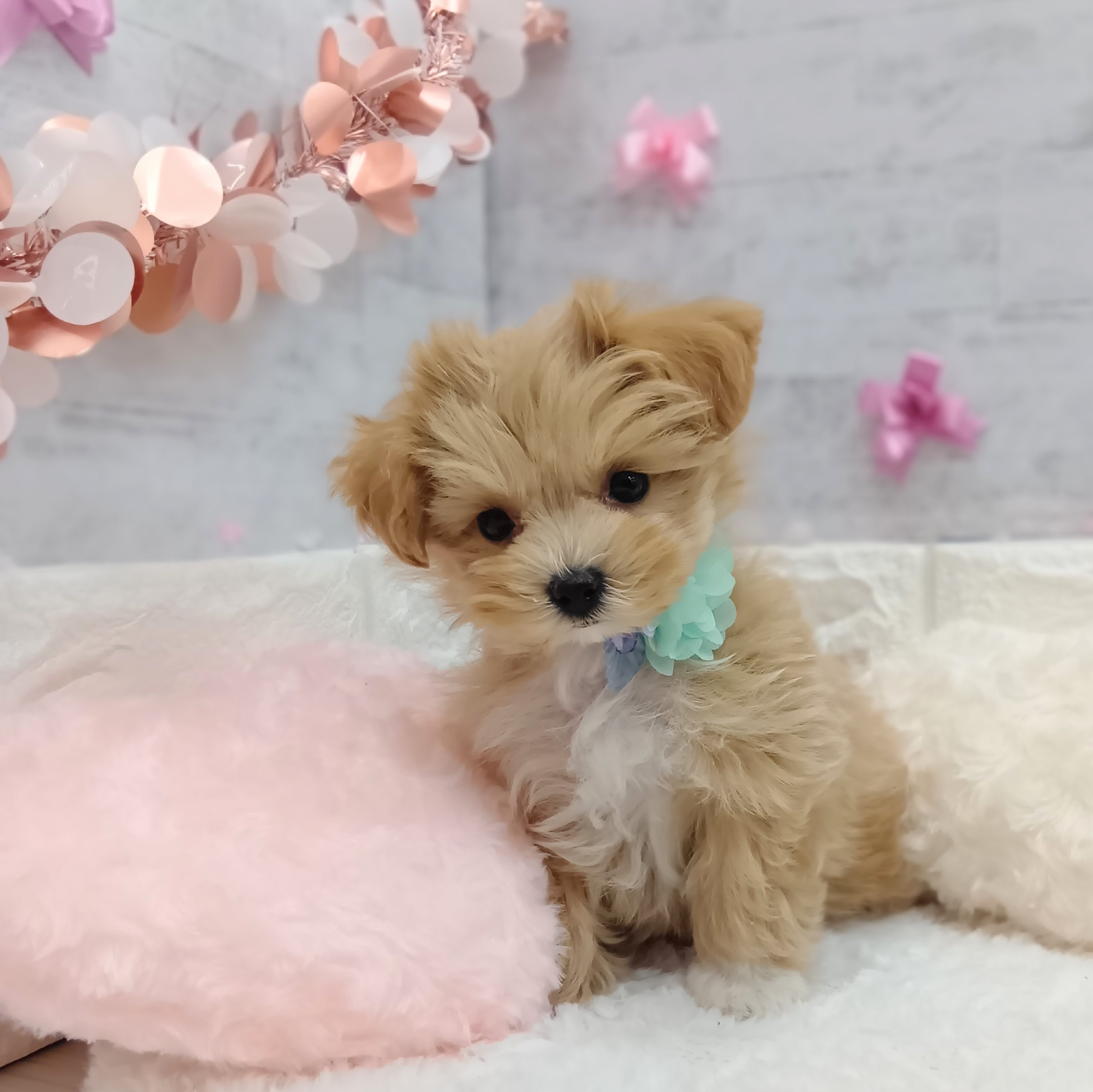 静岡県のマルプー(マルチーズ×プードル) (犬の家＆猫の里プレ葉ウォーク浜北店/2026年1月3日生まれ/男の子/アプリコット)の子犬の4枚目の画像