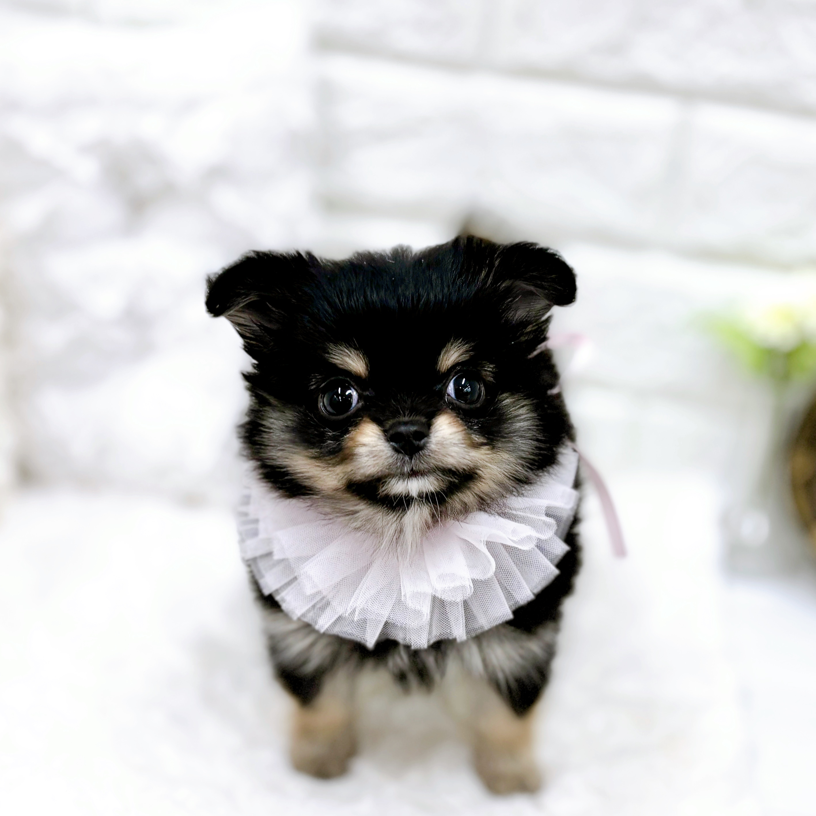 福井県のポメチワ/チワポメ/ポメチー(ポメラニアン×チワワ) (犬の家＆猫の里アミーゴ福井店/2026年1月4日生まれ/女の子/ブラックタン)の子犬の4枚目の画像