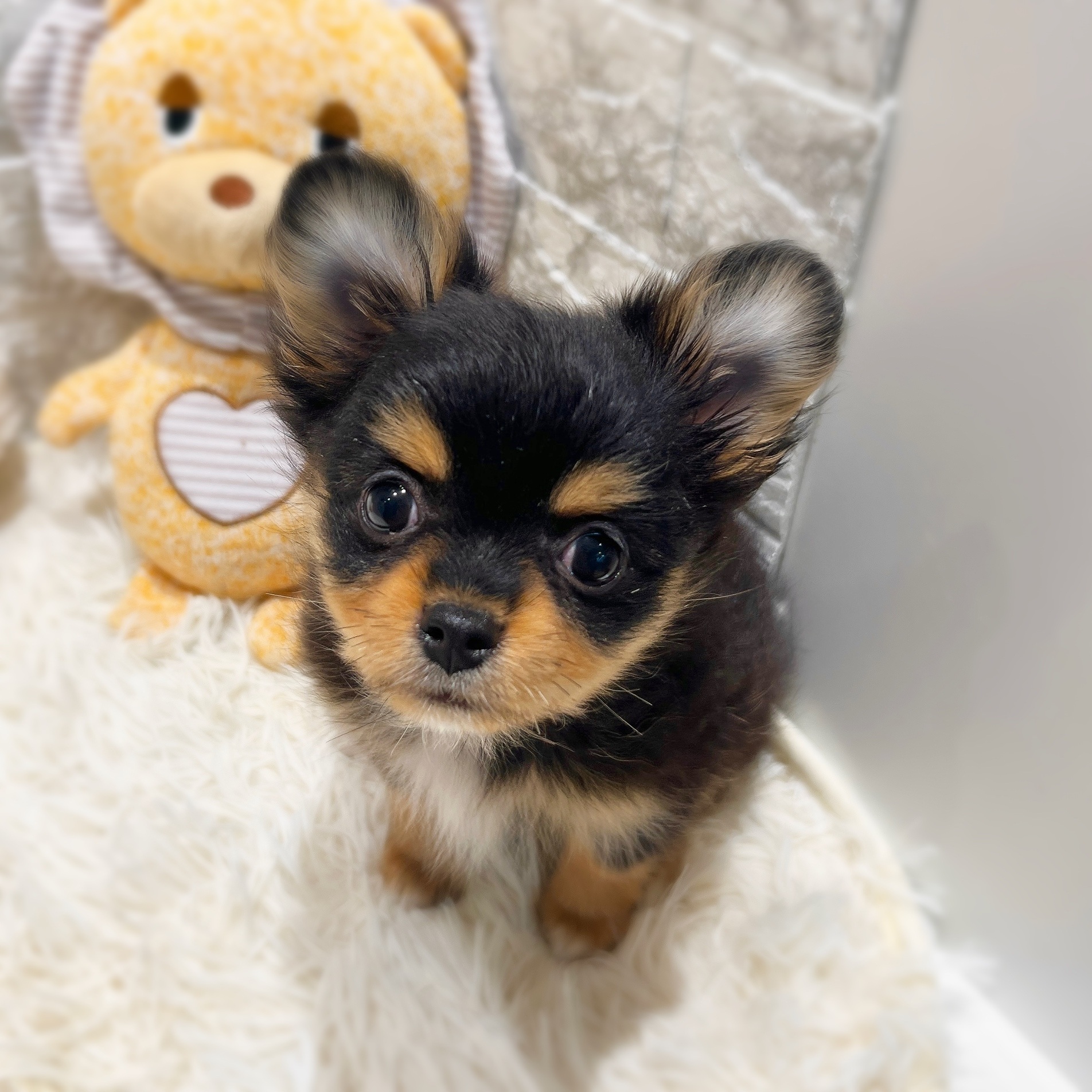 愛知県のポメチワ/チワポメ/ポメチー(ポメラニアン×チワワ) (犬の家＆猫の里MiO香久山店/2026年1月4日生まれ/女の子/ブラックタン)の子犬の4枚目の画像
