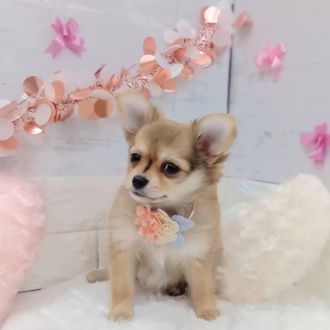 静岡県のポメチワ/チワポメ/ポメチー(ポメラニアン×チワワ) (犬の家＆猫の里プレ葉ウォーク浜北店/2026年1月4日生まれ/女の子/オレンジ)の子犬の4枚目の画像