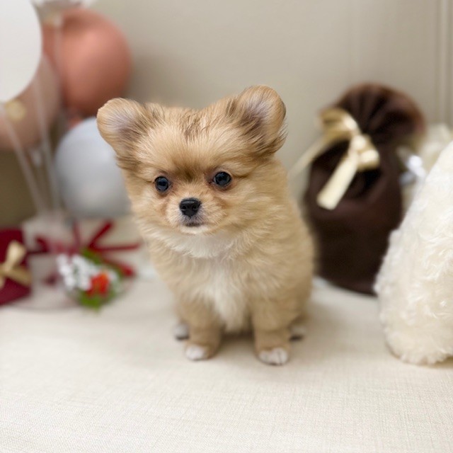 千葉県のポメチワ/チワポメ/ポメチー(ポメラニアン×チワワ) (犬の家＆猫の里ワンズモール稲毛店/2026年1月4日生まれ/女の子/オレンジ)の子犬の4枚目の画像