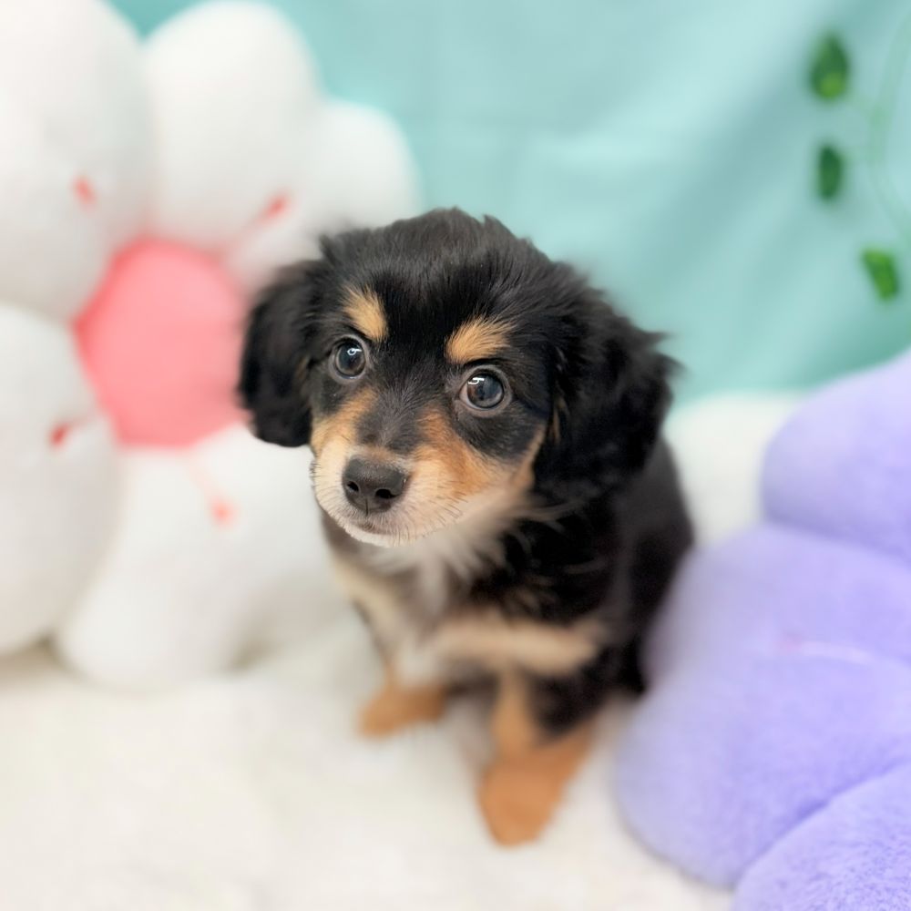 愛知県のチワックス(チワワ×ダックス) (犬の家＆猫の里愛知刈谷店/2026年1月4日生まれ/女の子/ブラックタン)の子犬の4枚目の画像