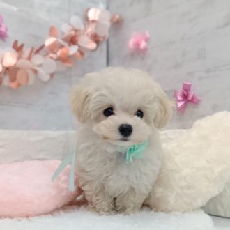 静岡県のマルプー(マルチーズ×プードル) (犬の家＆猫の里プレ葉ウォーク浜北店/2026年1月4日生まれ/男の子/クリーム)の子犬の4枚目の画像