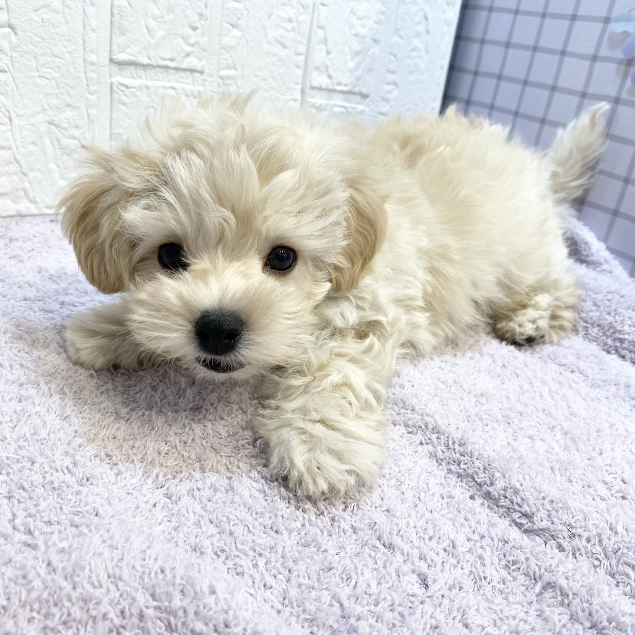 長野県のマルプー(マルチーズ×プードル) (犬の家＆猫の里カインズ梓川店/2026年1月4日生まれ/男の子/クリームホワイト)の子犬の4枚目の画像