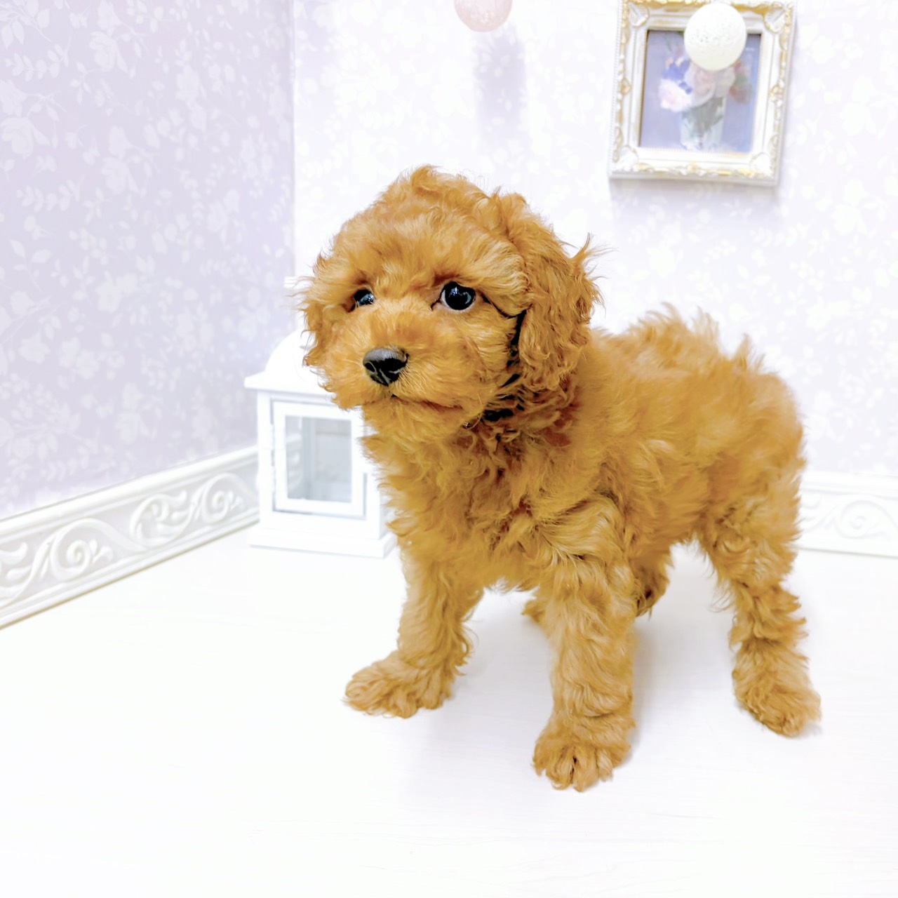 富山県のトイプードル(トイ) (犬の家＆猫の里アミーゴ山室店/2026年1月2日生まれ/男の子/レッドフォーン)の子犬の4枚目の画像