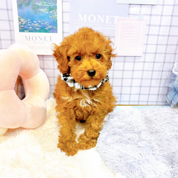 福井県のトイプードル(トイ) (犬の家＆猫の里アミーゴ福井大和田店/2026年1月2日生まれ/男の子/レッドフォーン)の子犬の4枚目の画像