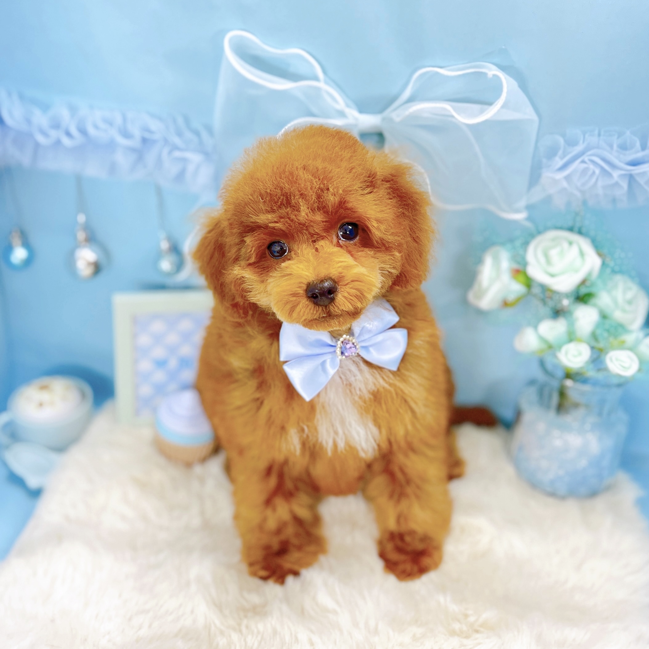 福井県のトイプードル(トイ) (犬の家＆猫の里アミーゴ福井大和田店/2026年1月2日生まれ/男の子/レッドフォーン)の子犬の4枚目の画像