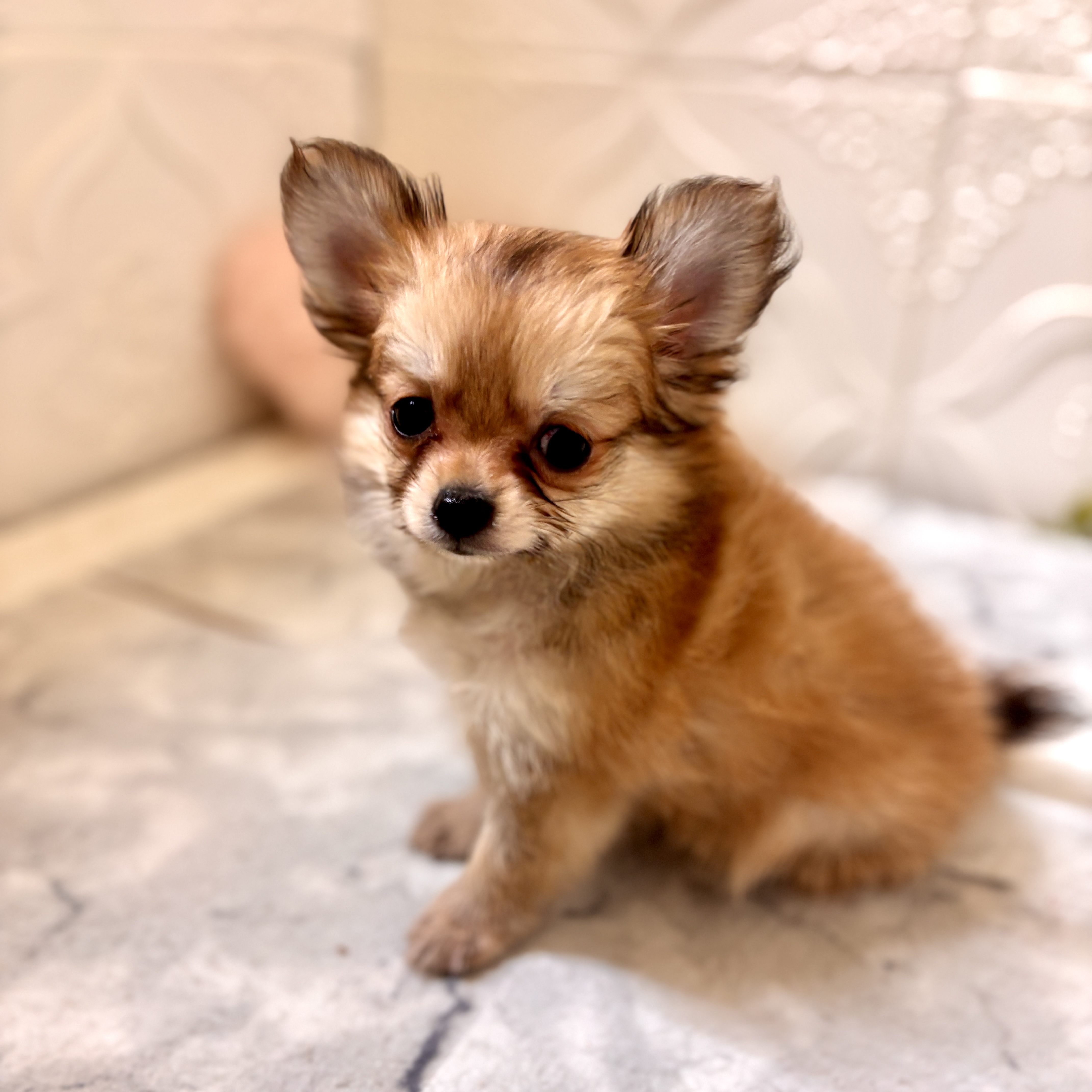 愛知県のポメチワ/チワポメ/ポメチー(ポメラニアン×チワワ) (犬の家＆猫の里岡崎店/2026年1月4日生まれ/男の子/フォーン)の子犬の4枚目の画像